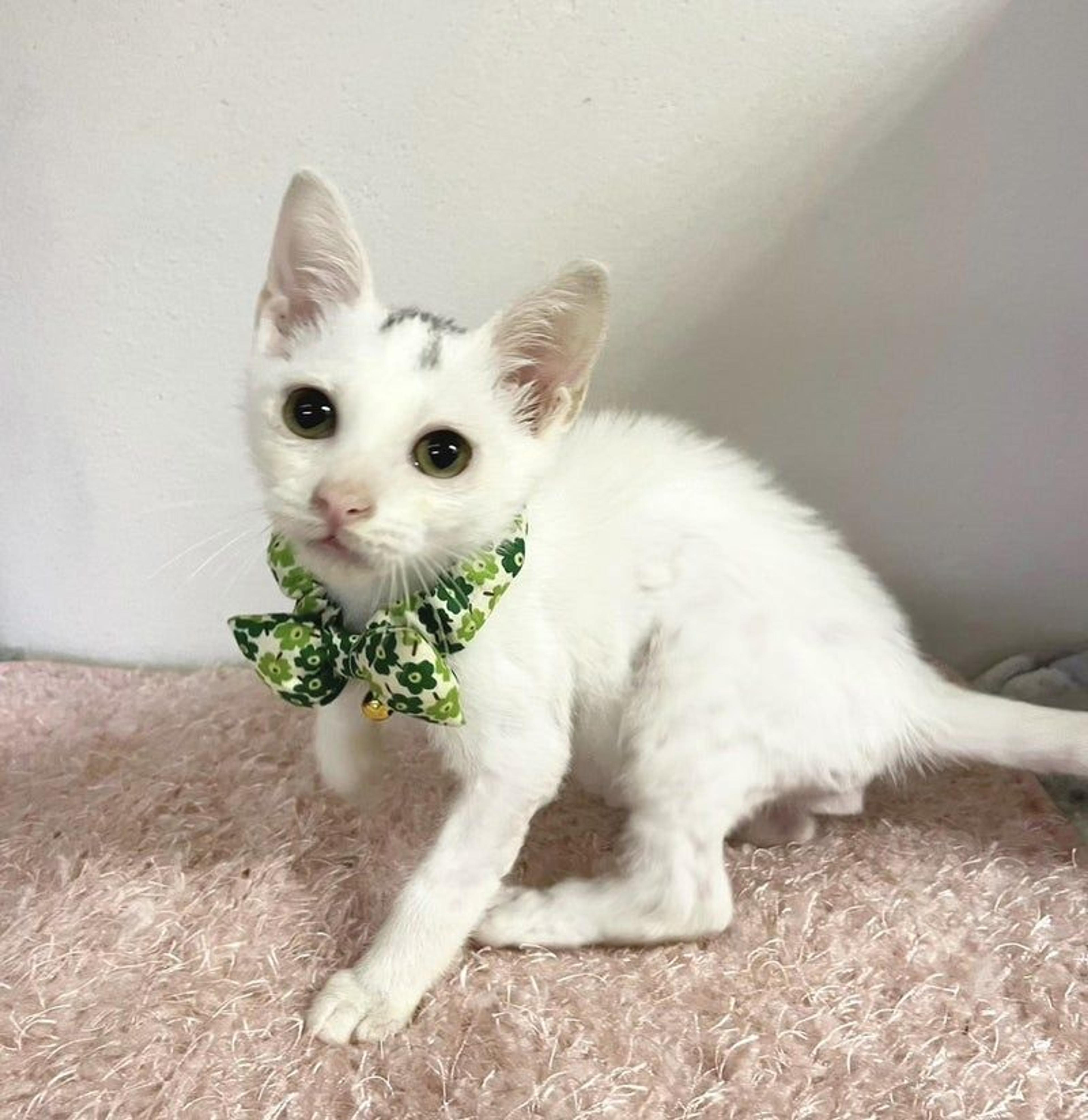 pet-image-3