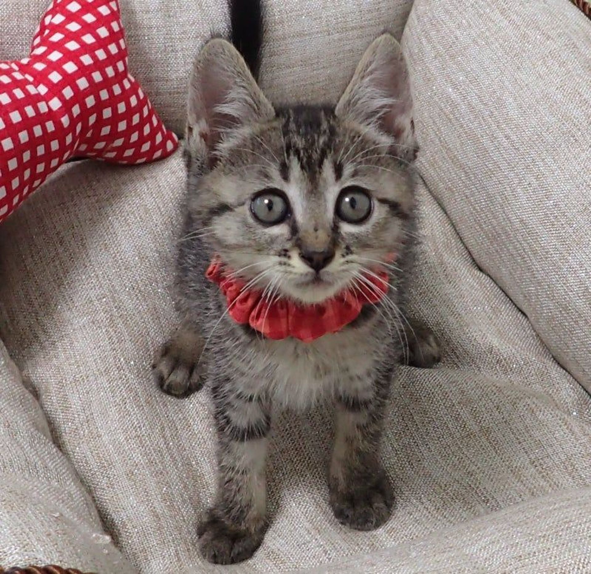雑種（ミックス猫）・メスの里親募集の写真