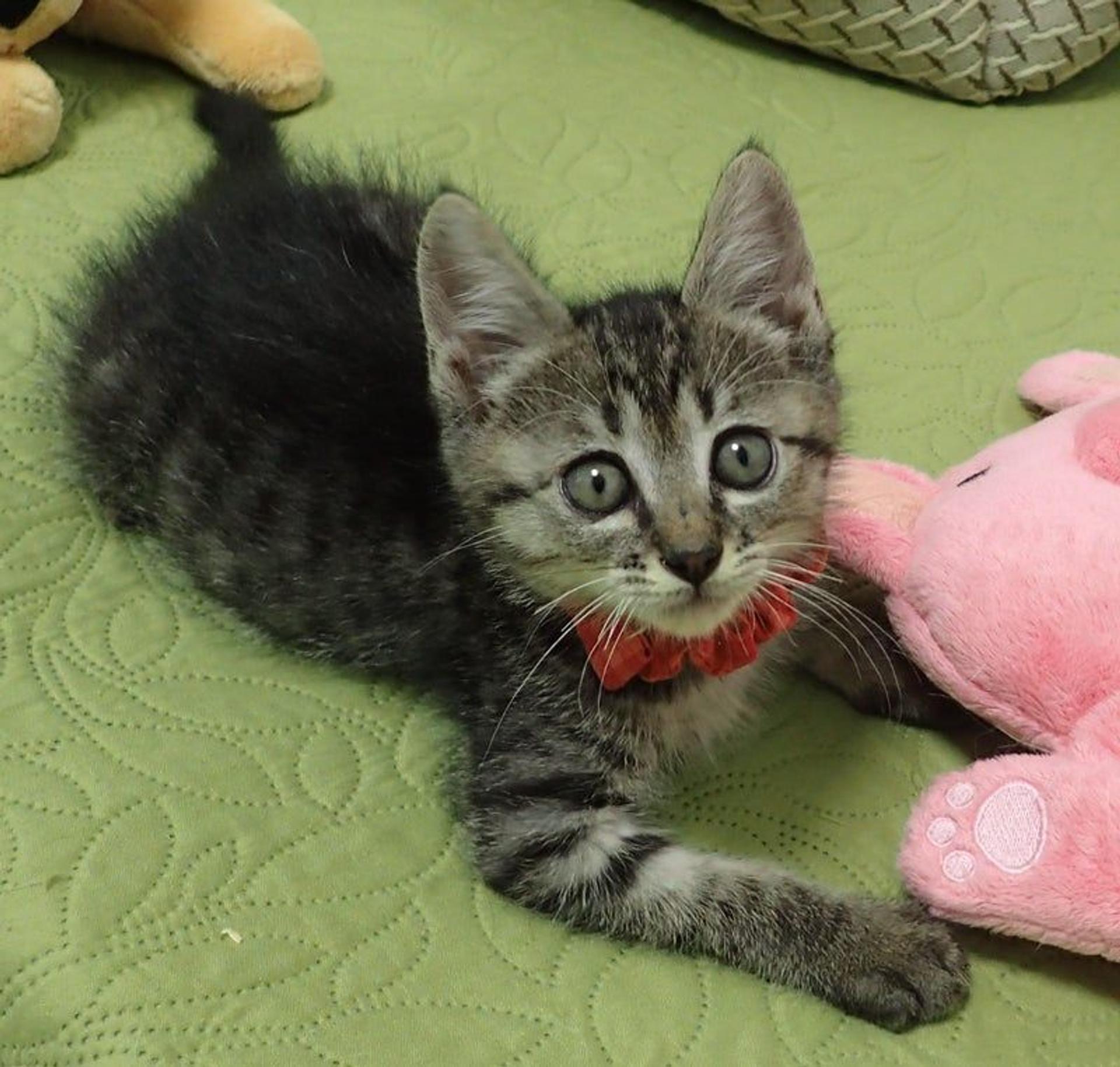 pet-image-3