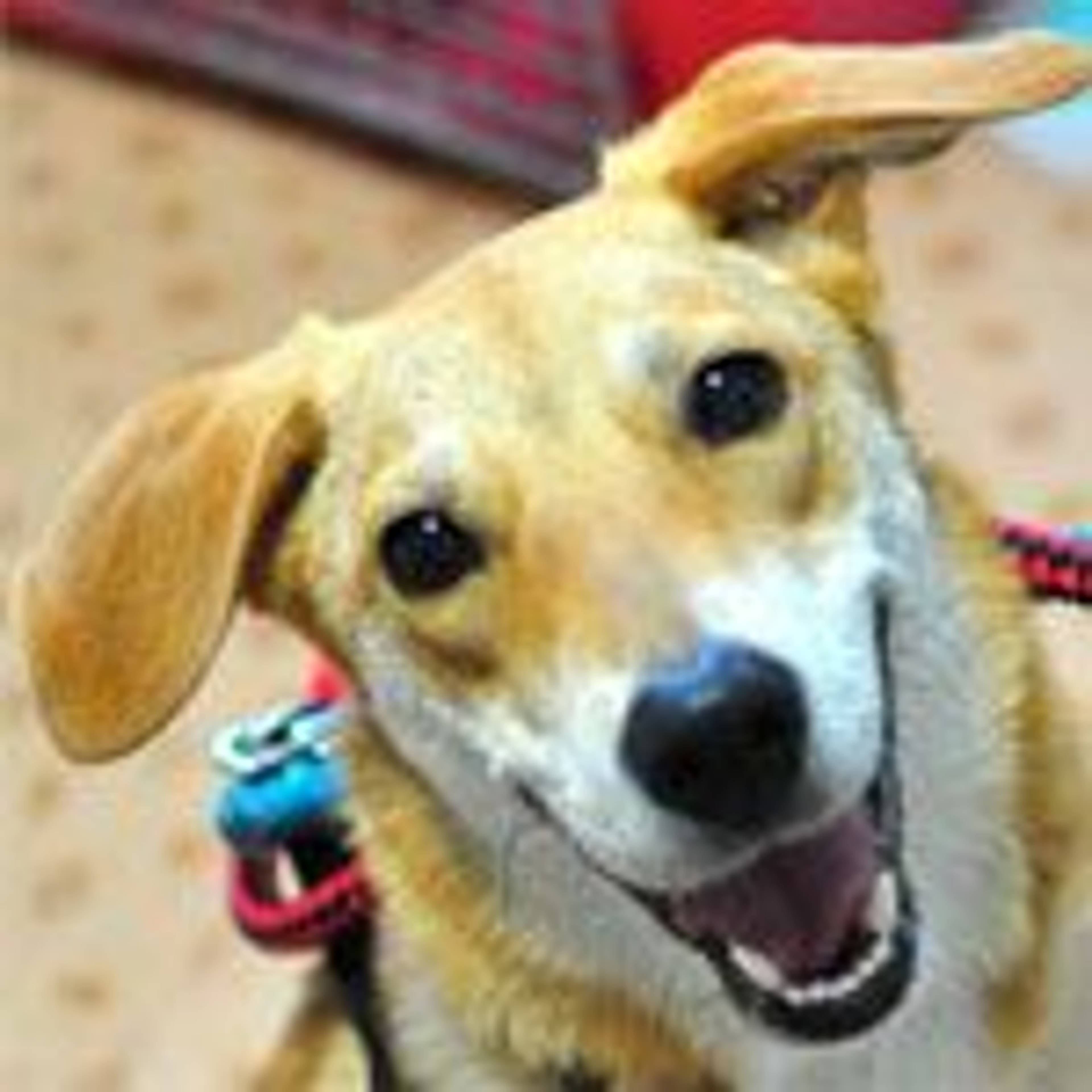 雑種（ミックス犬）・オスの里親募集の写真