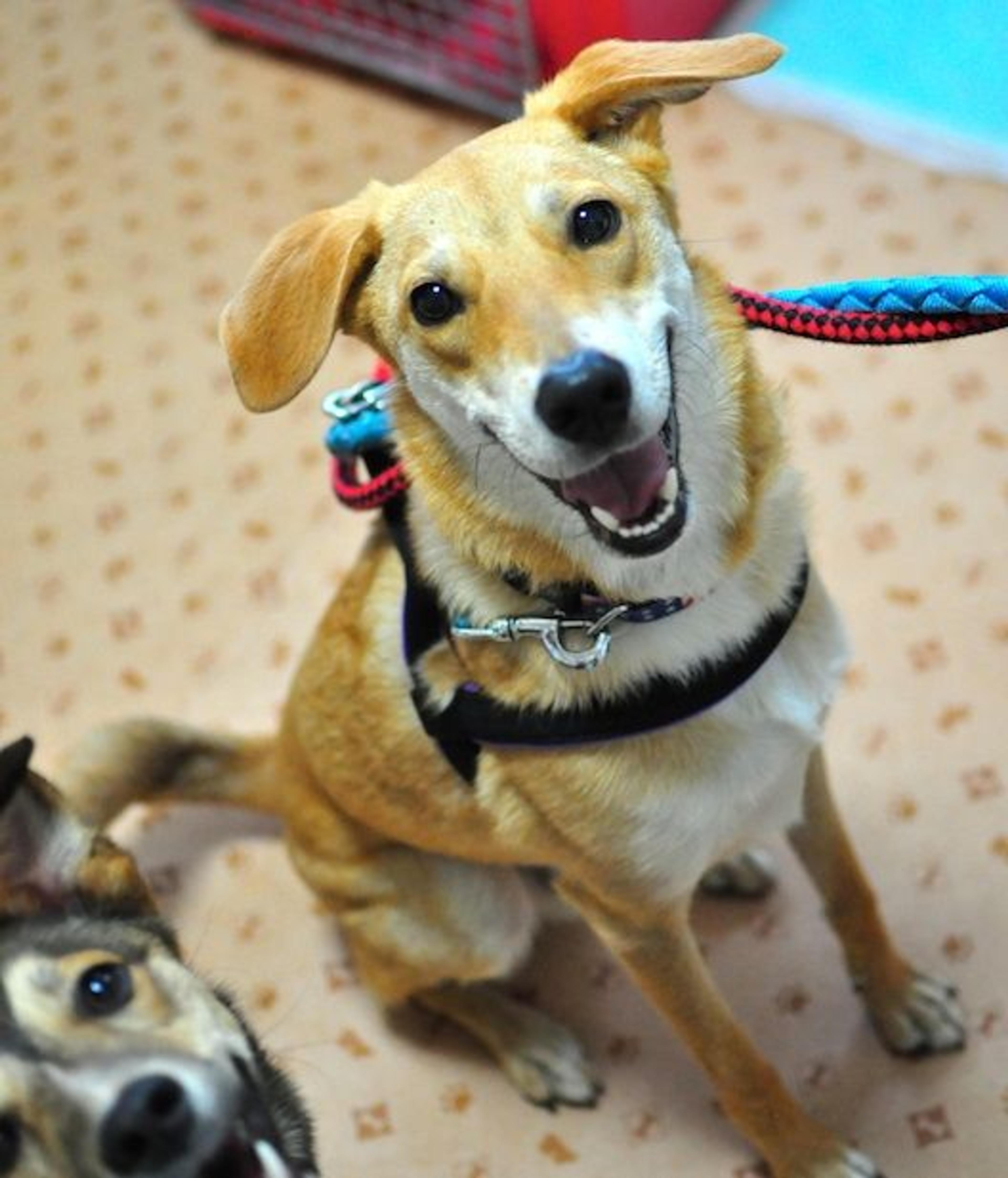 pet-image-3