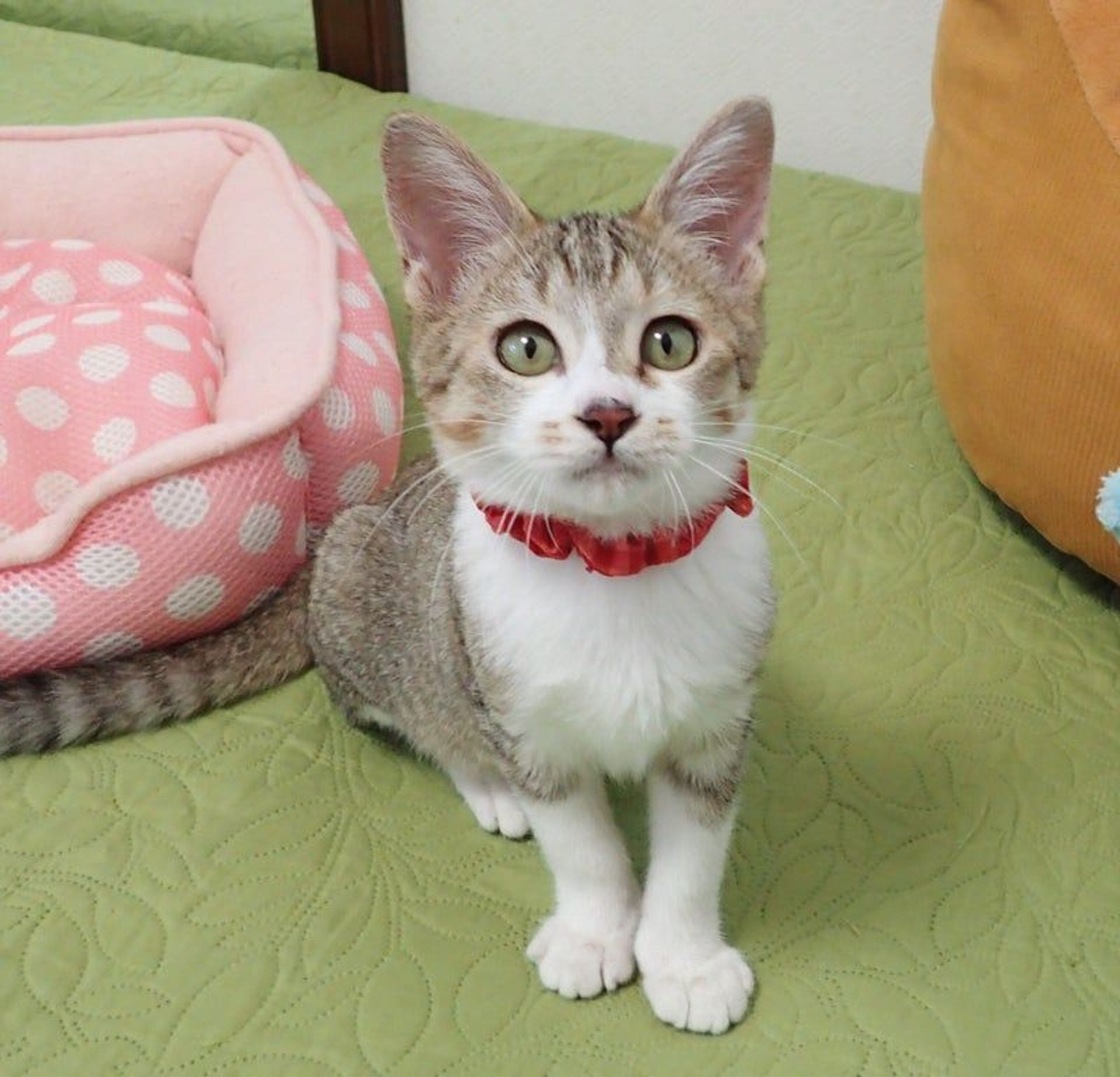 雑種（ミックス猫）・メスの里親募集の写真