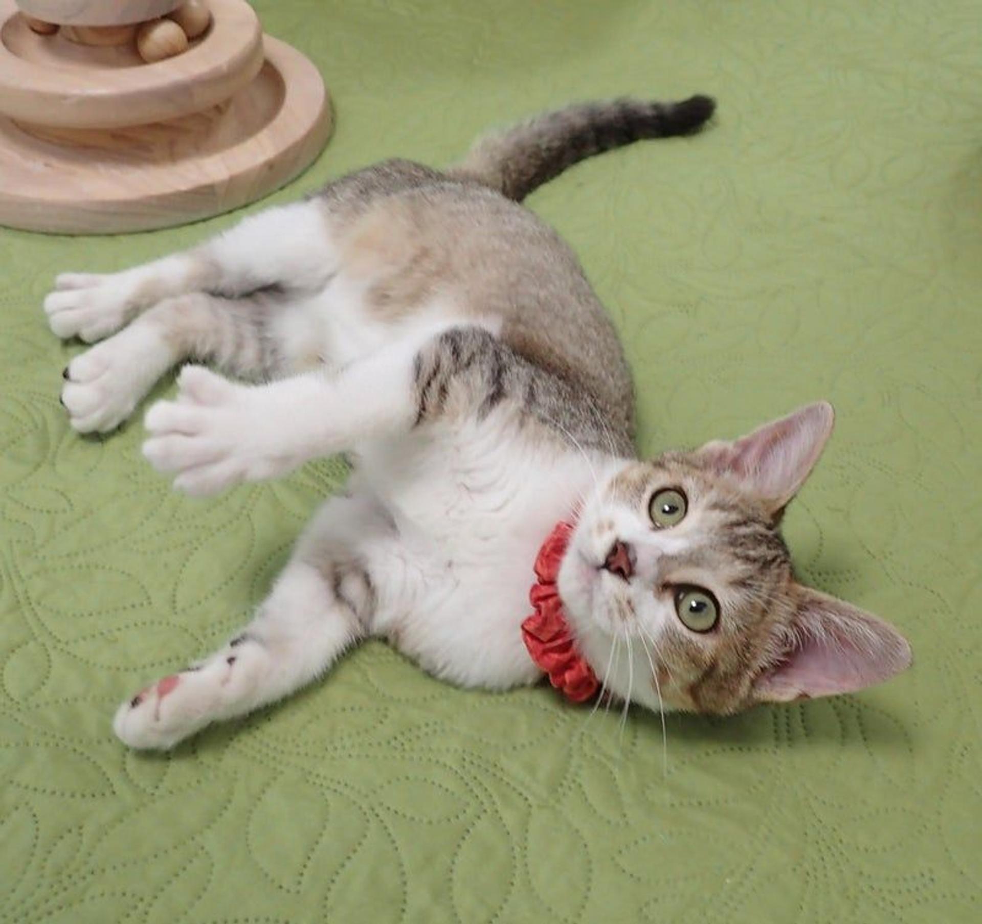 pet-image-2