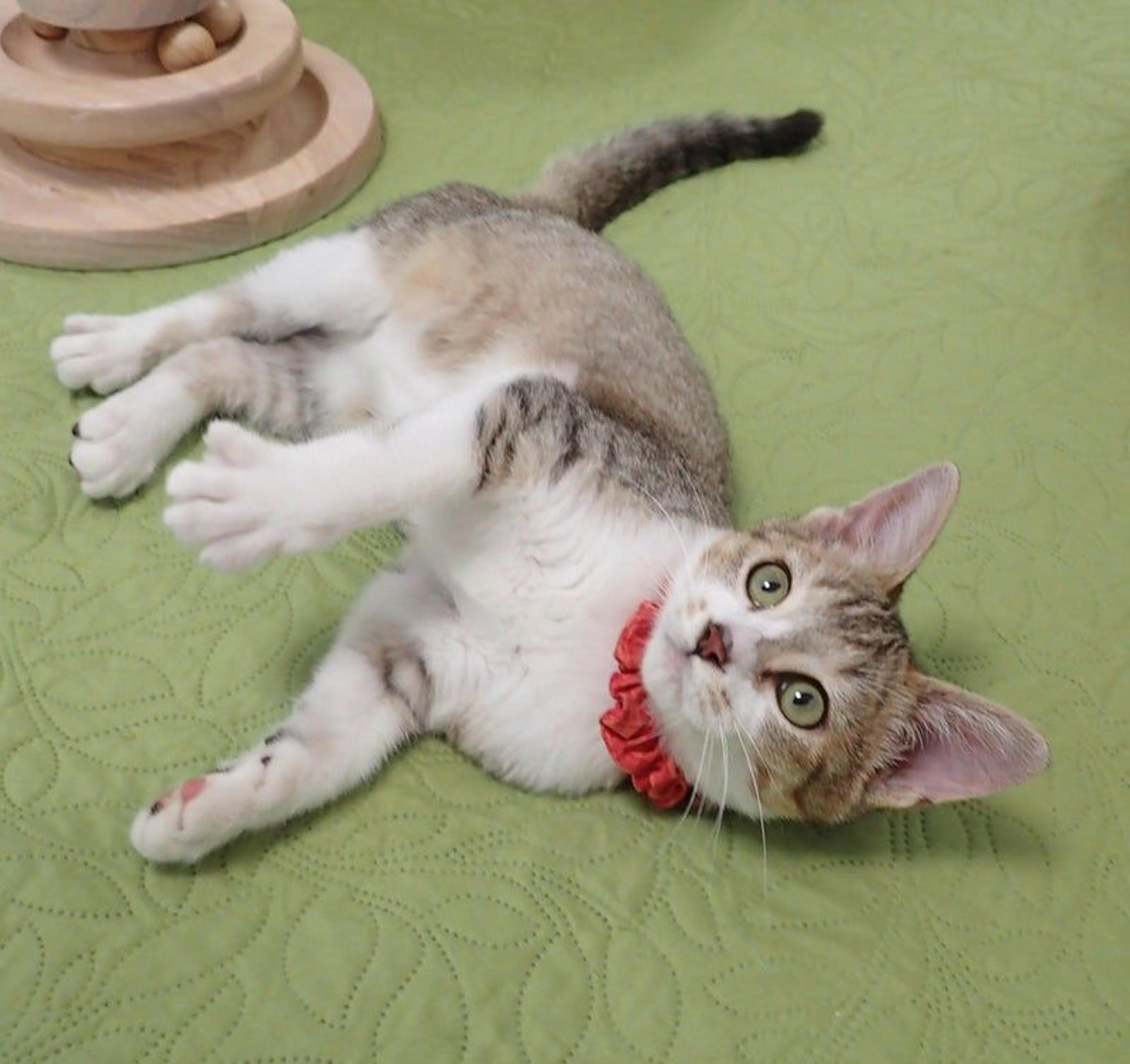 pet-image-2