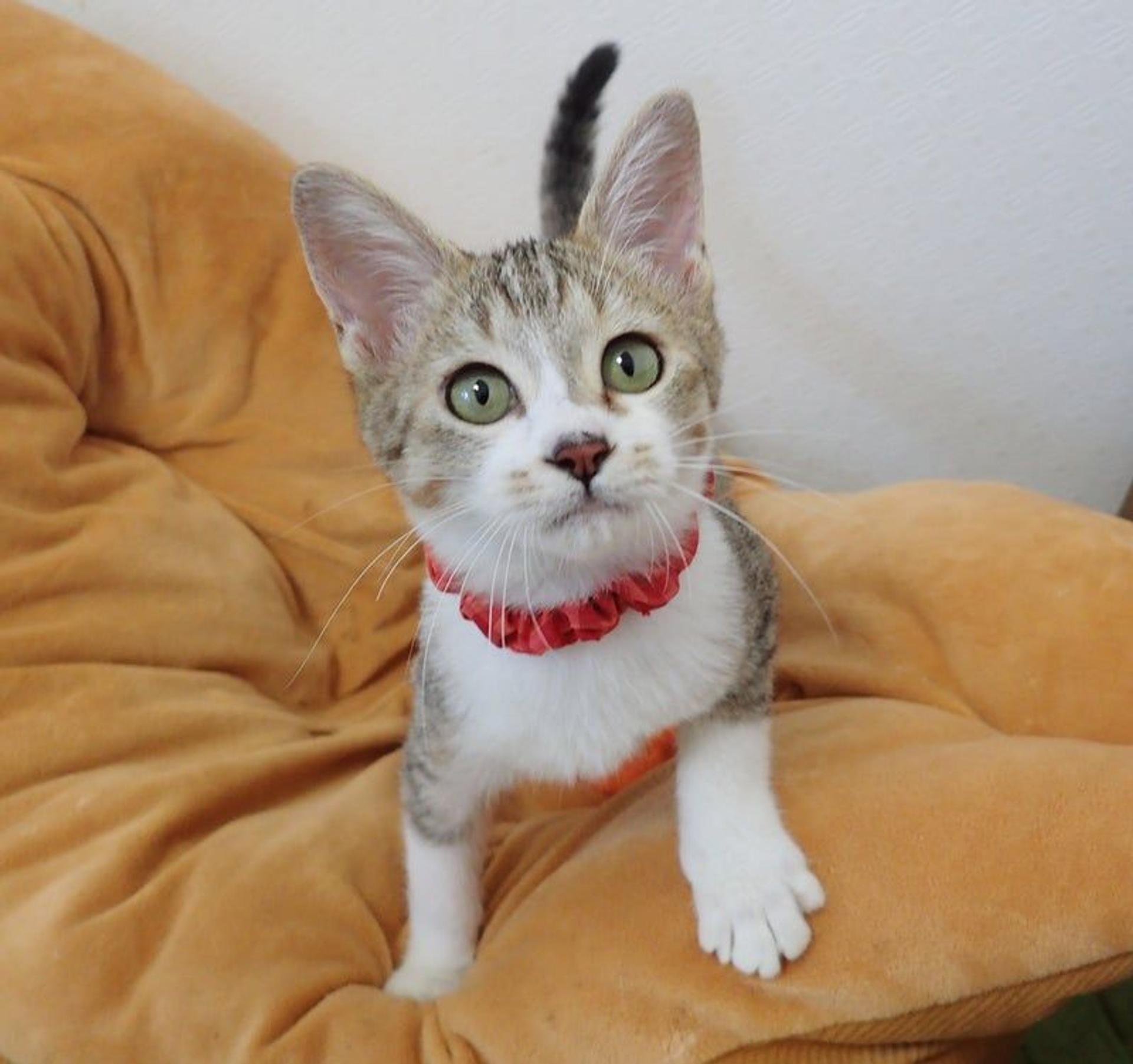 pet-image-3