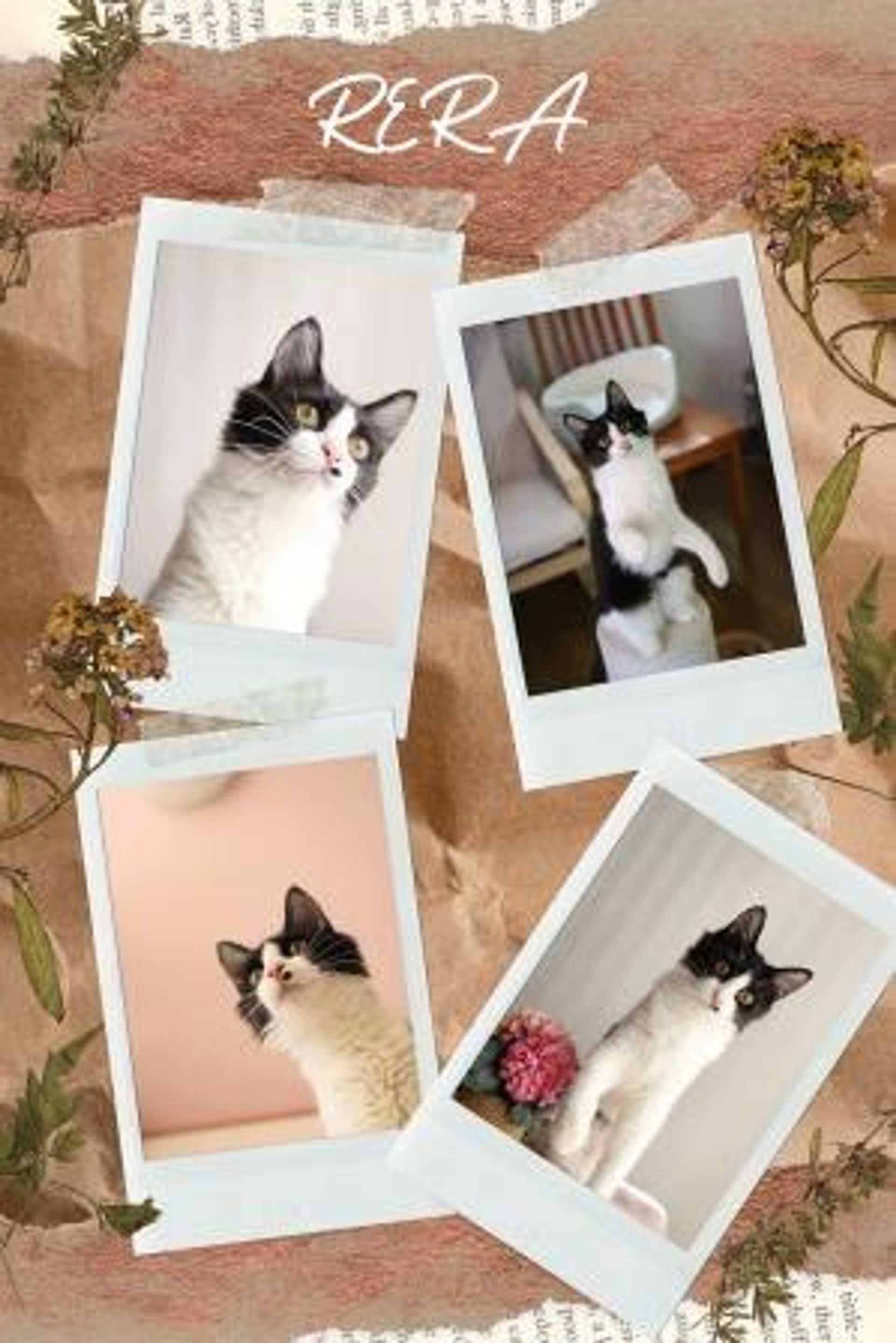 雑種（ミックス猫）・メスの里親募集の写真