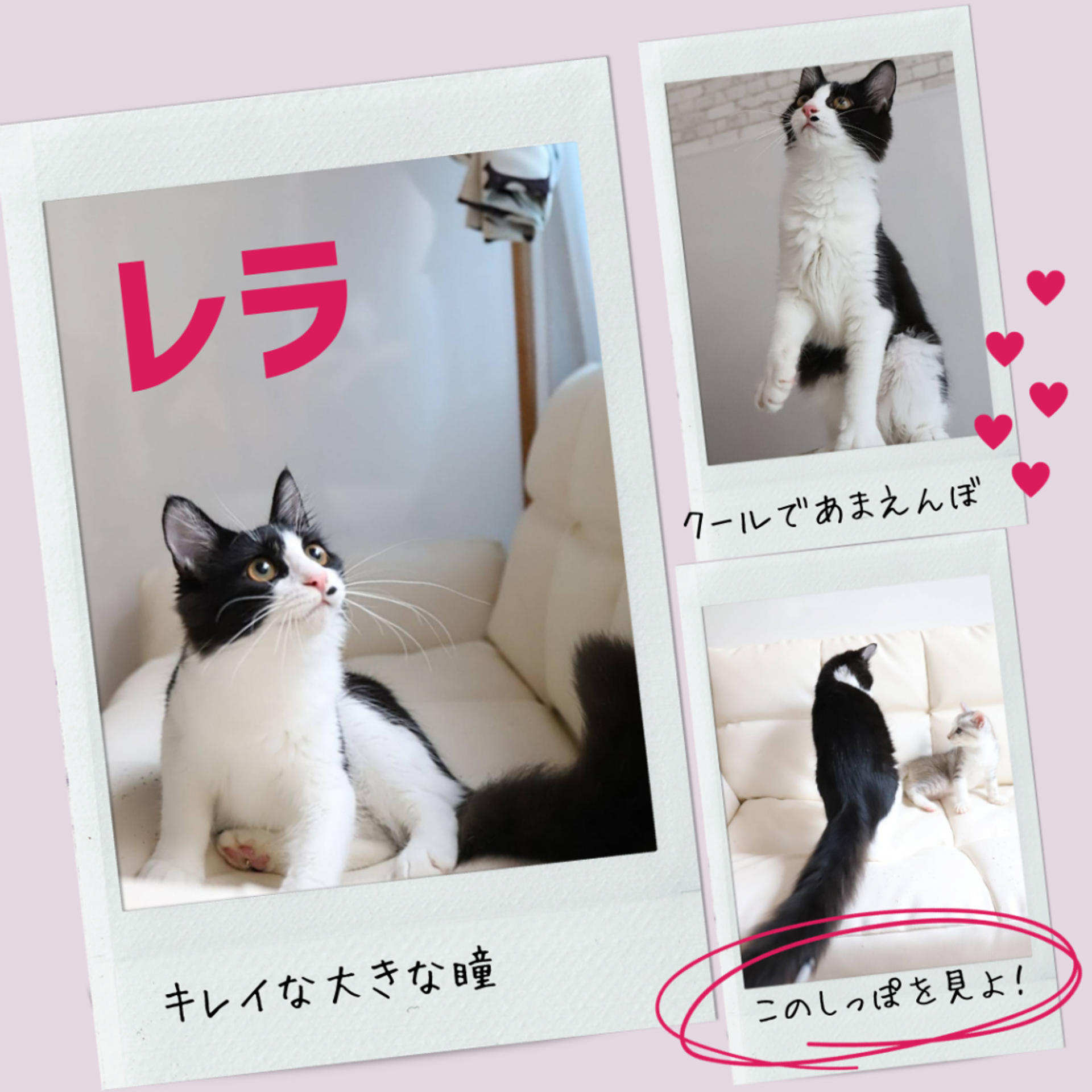 pet-image-4