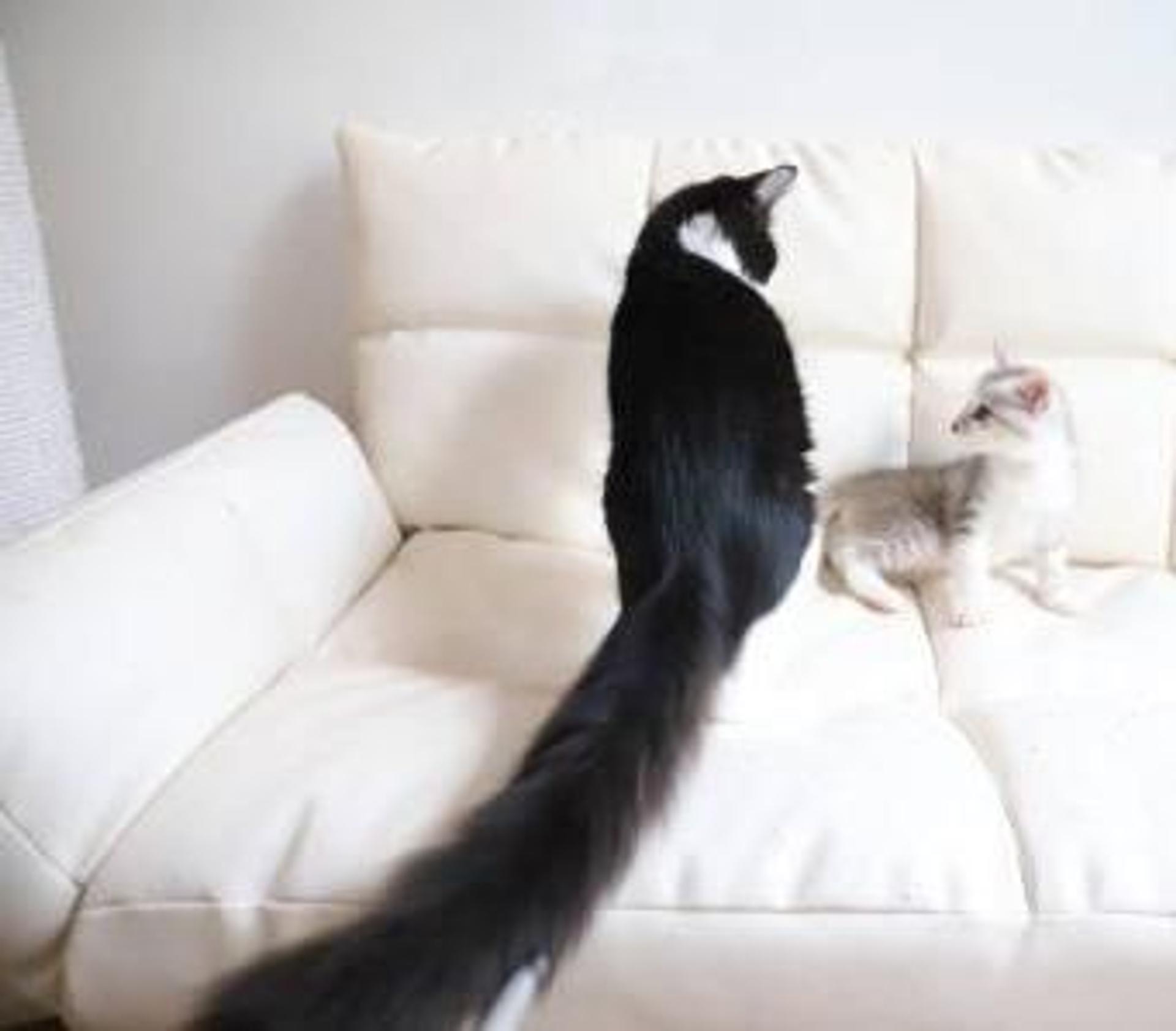 pet-image-5