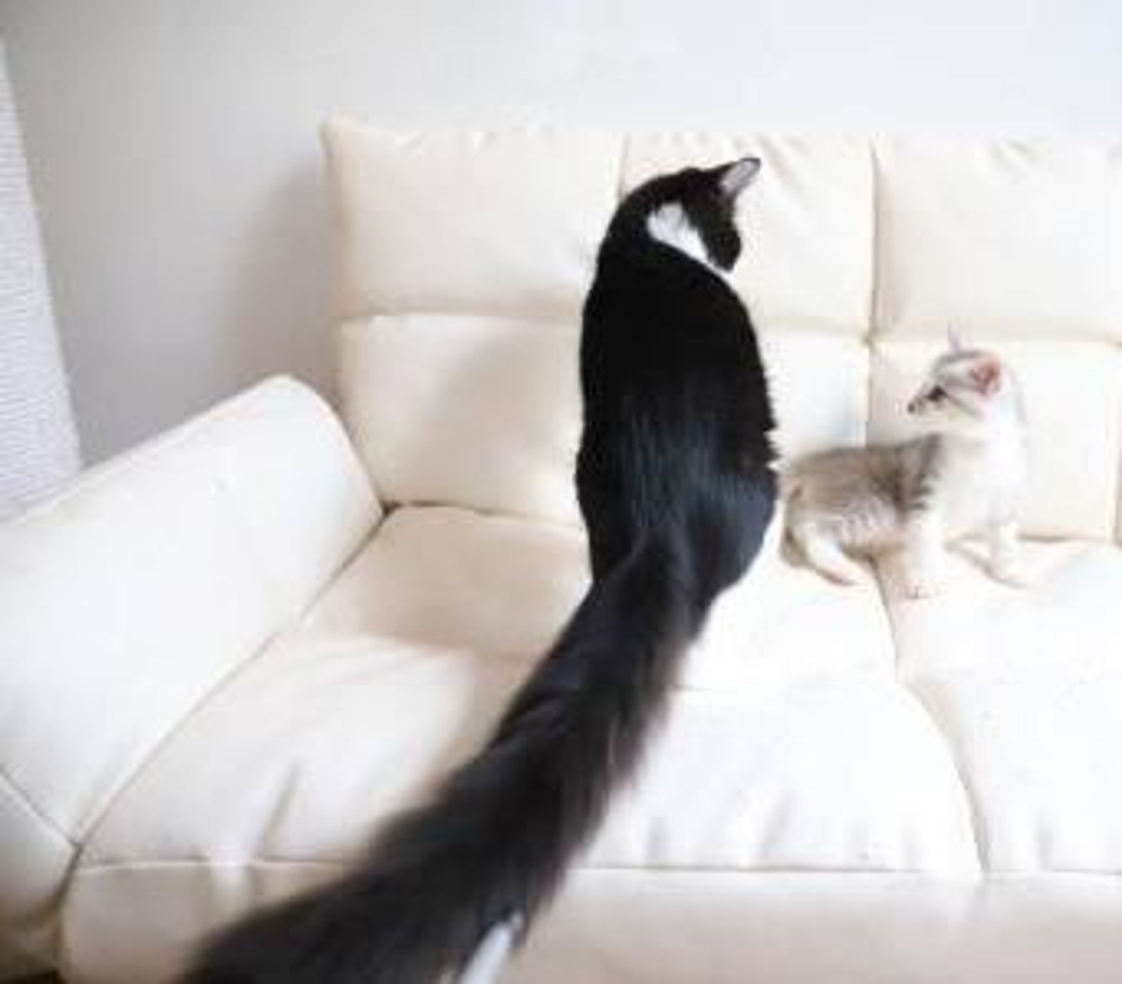 pet-image-5