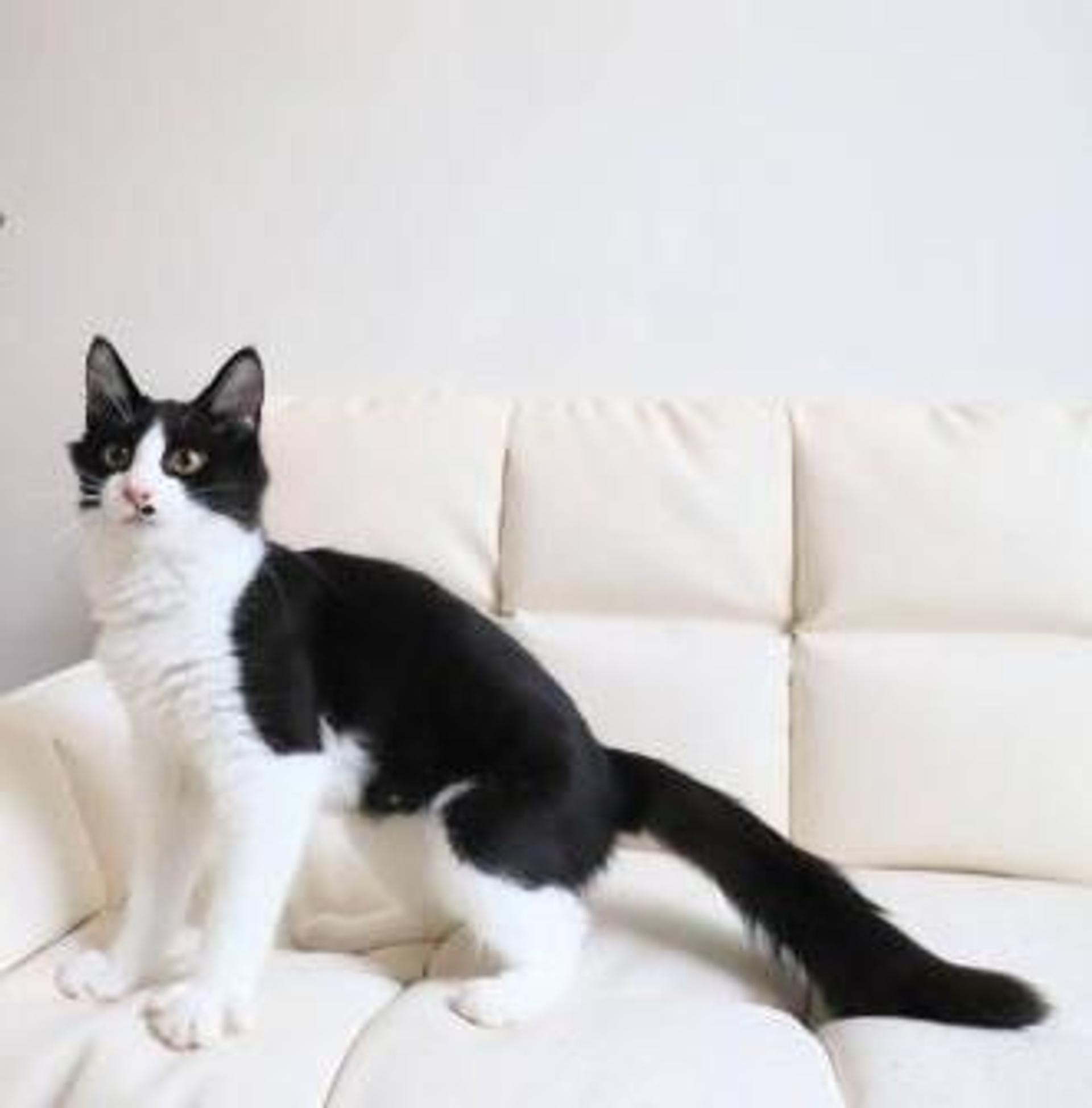 pet-image-6