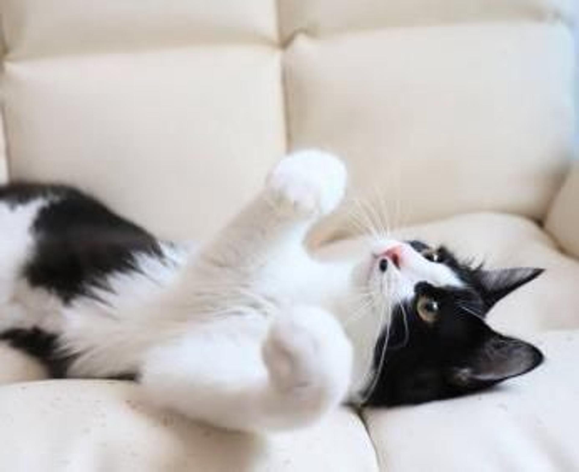 pet-image-7