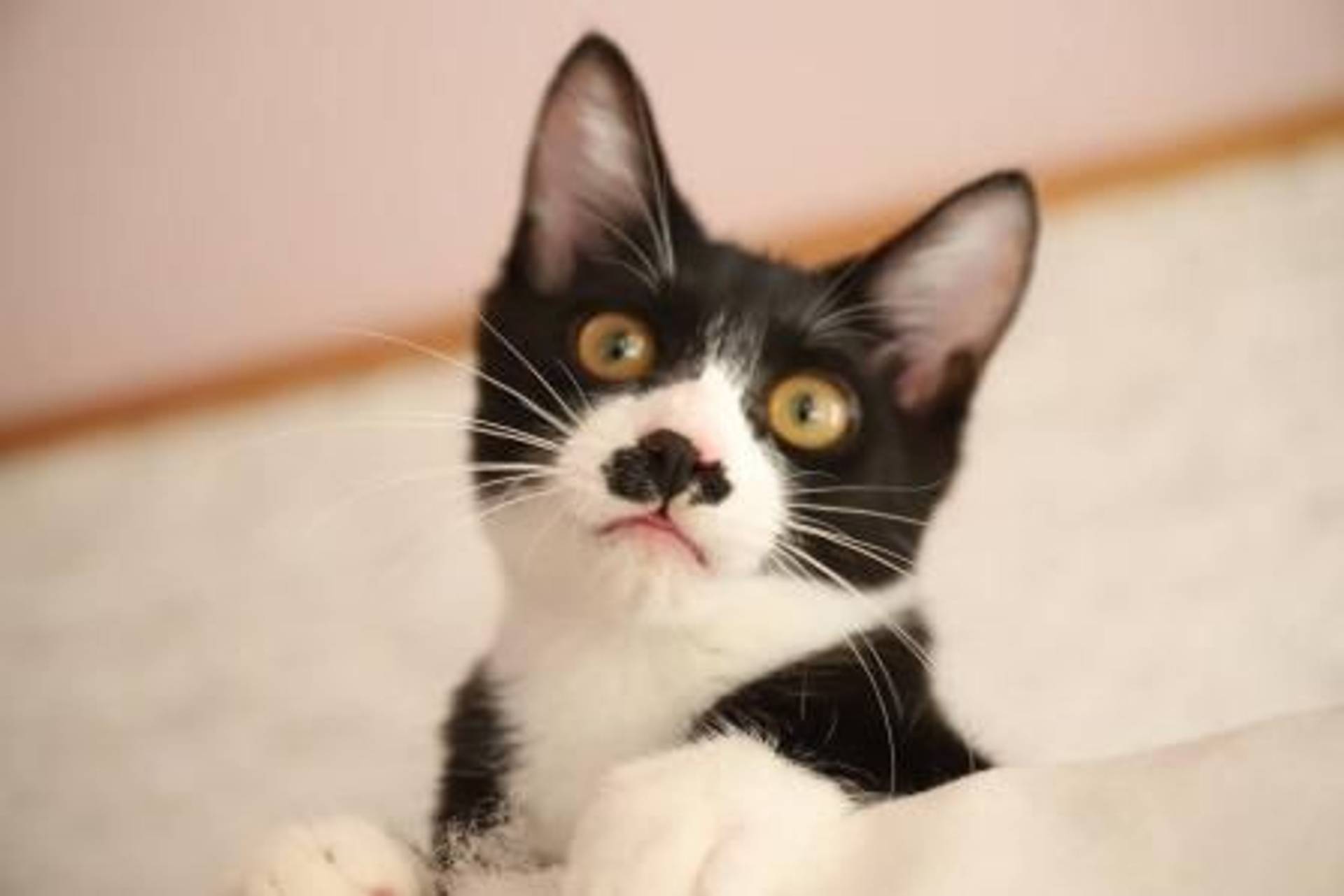 雑種（ミックス猫）・オスの里親募集の写真