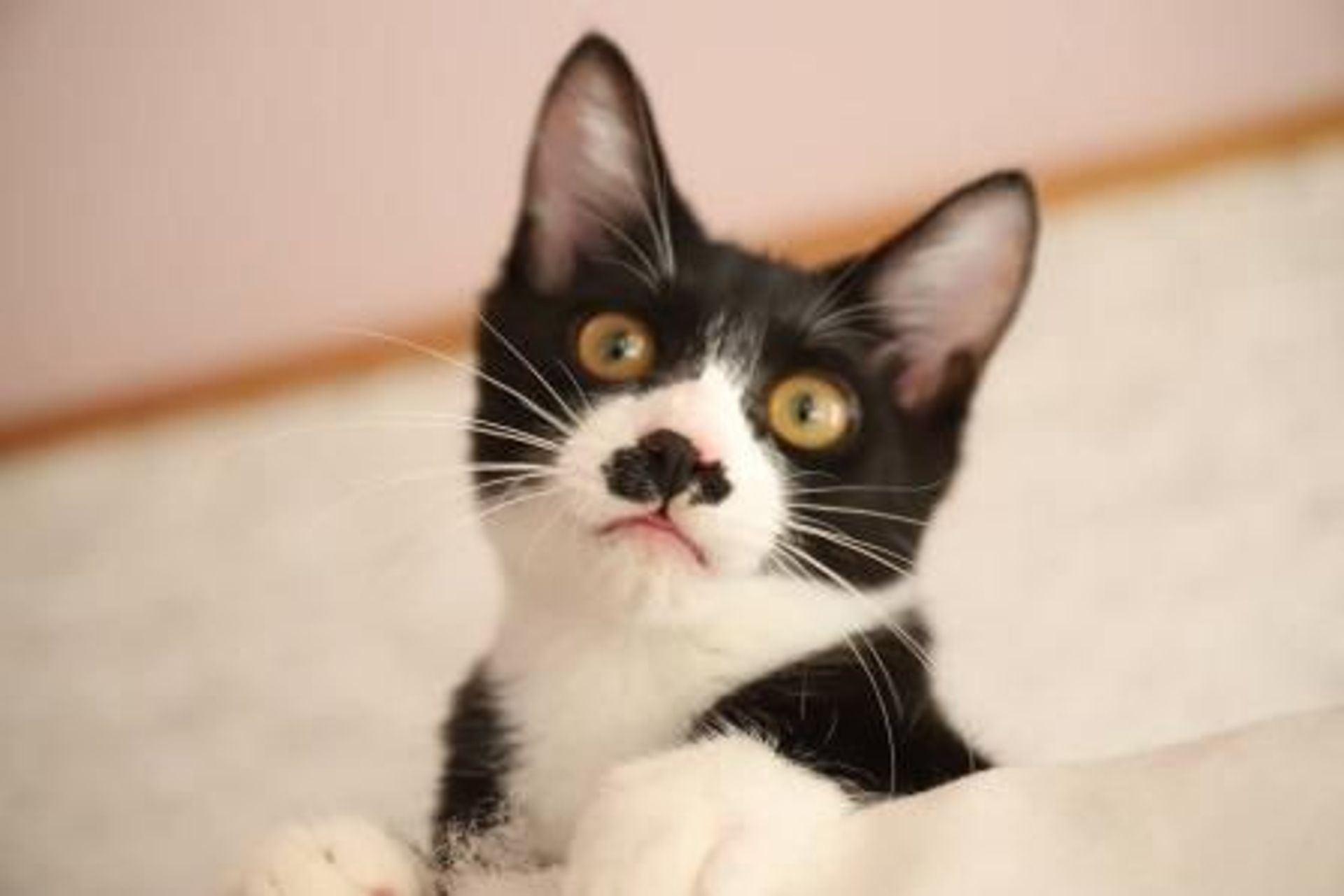 雑種（ミックス猫）・オスの里親募集の写真