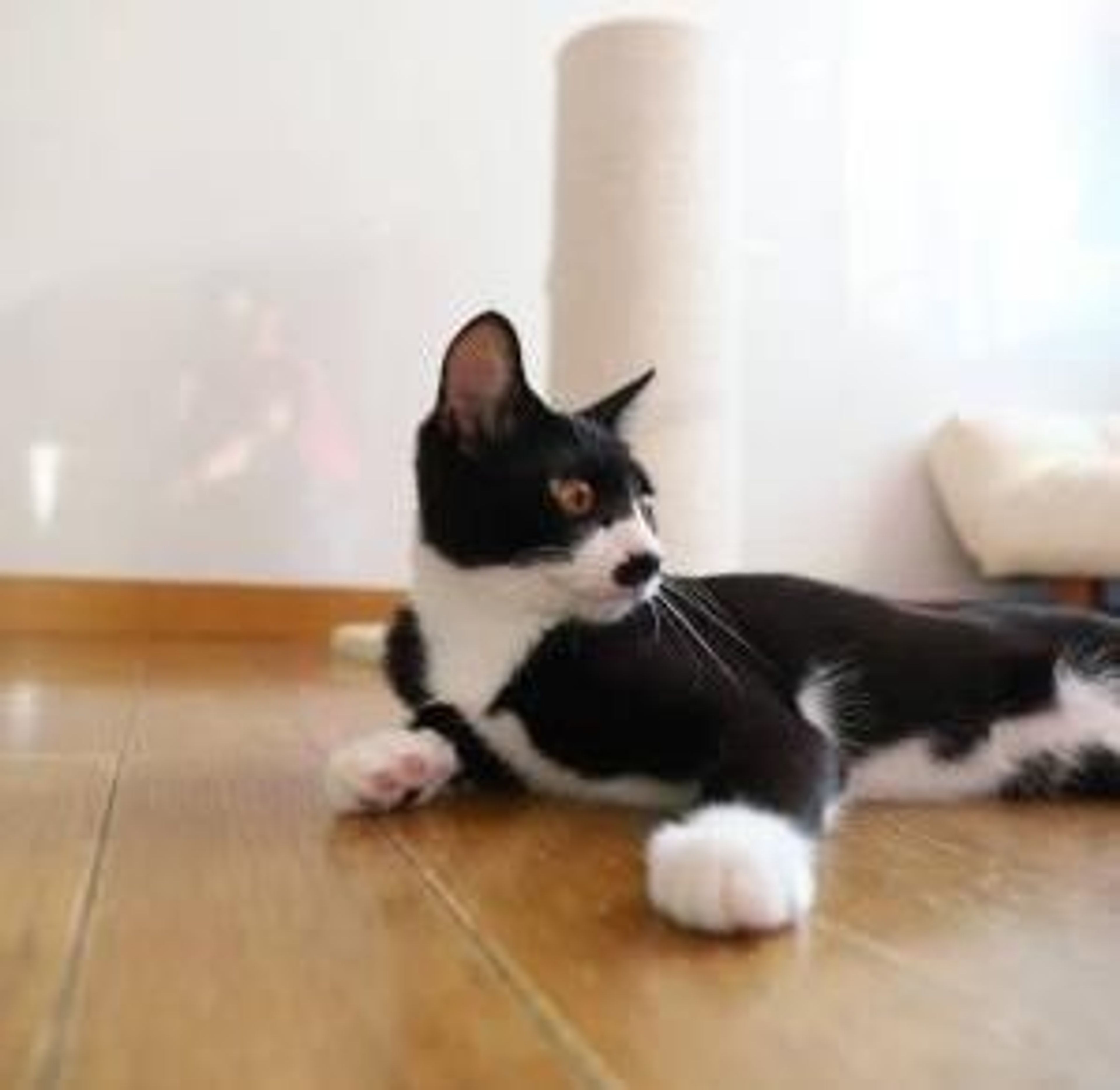 pet-image-3