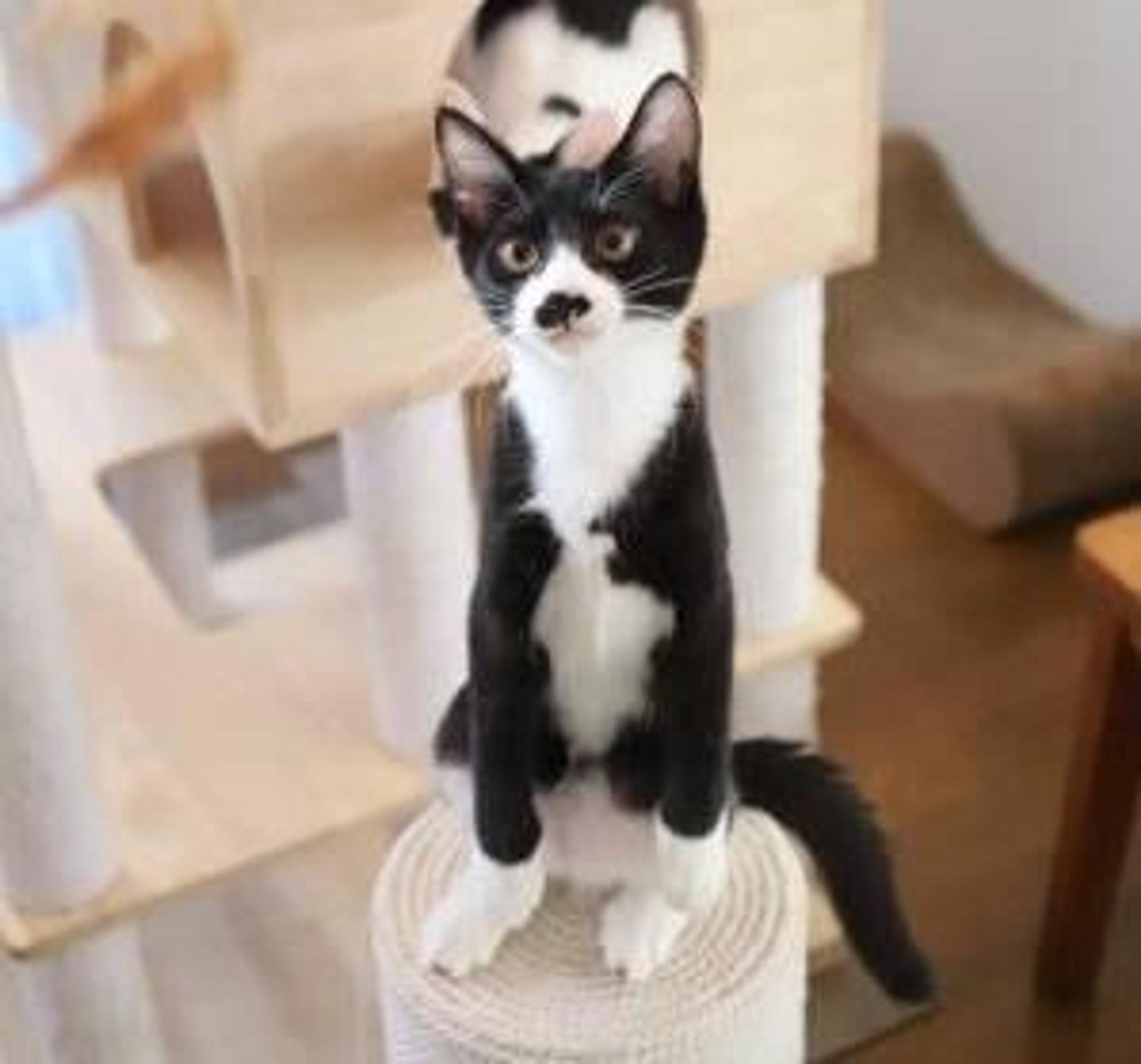 pet-image-4