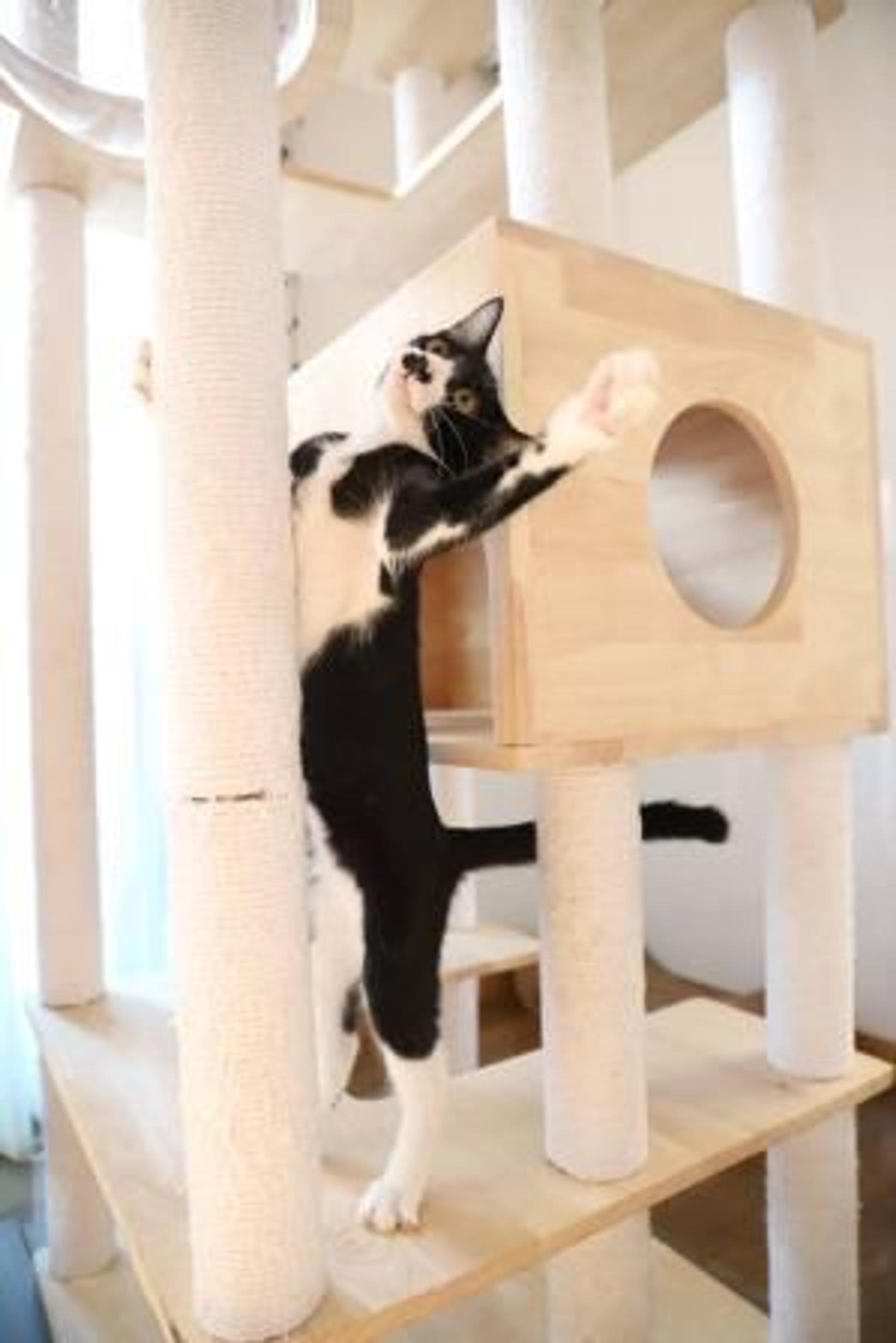 pet-image-6