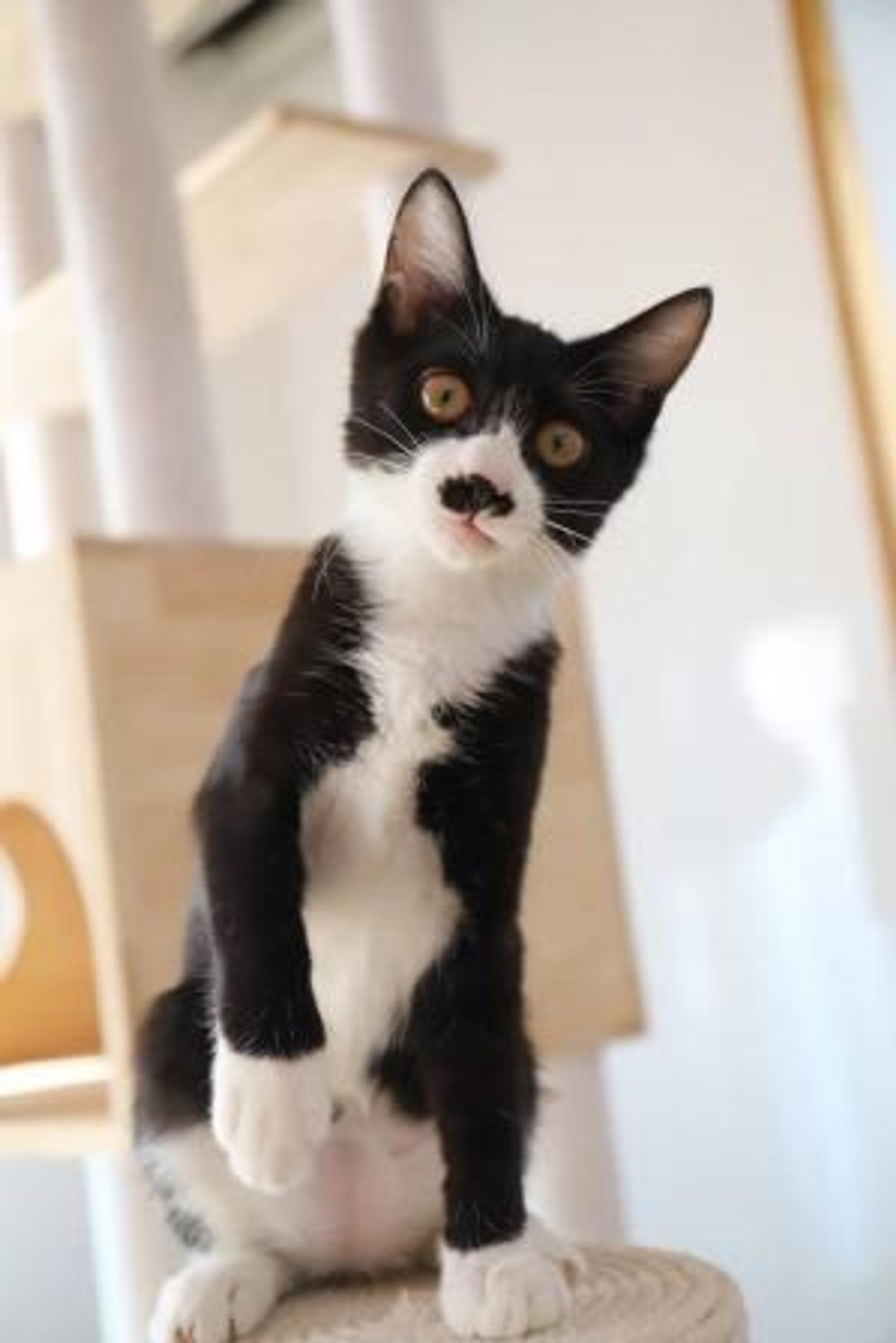 pet-image-7