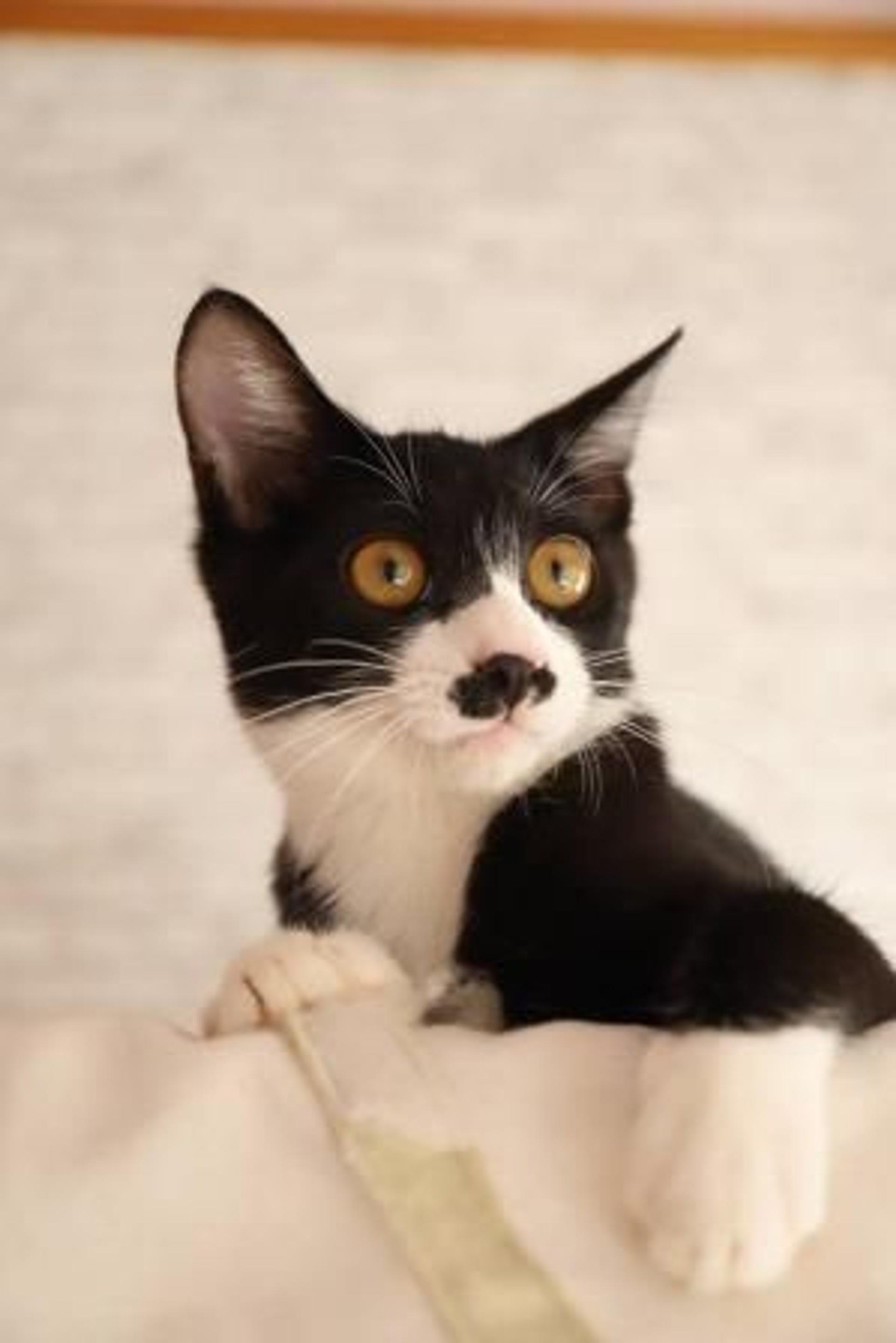 pet-image-8