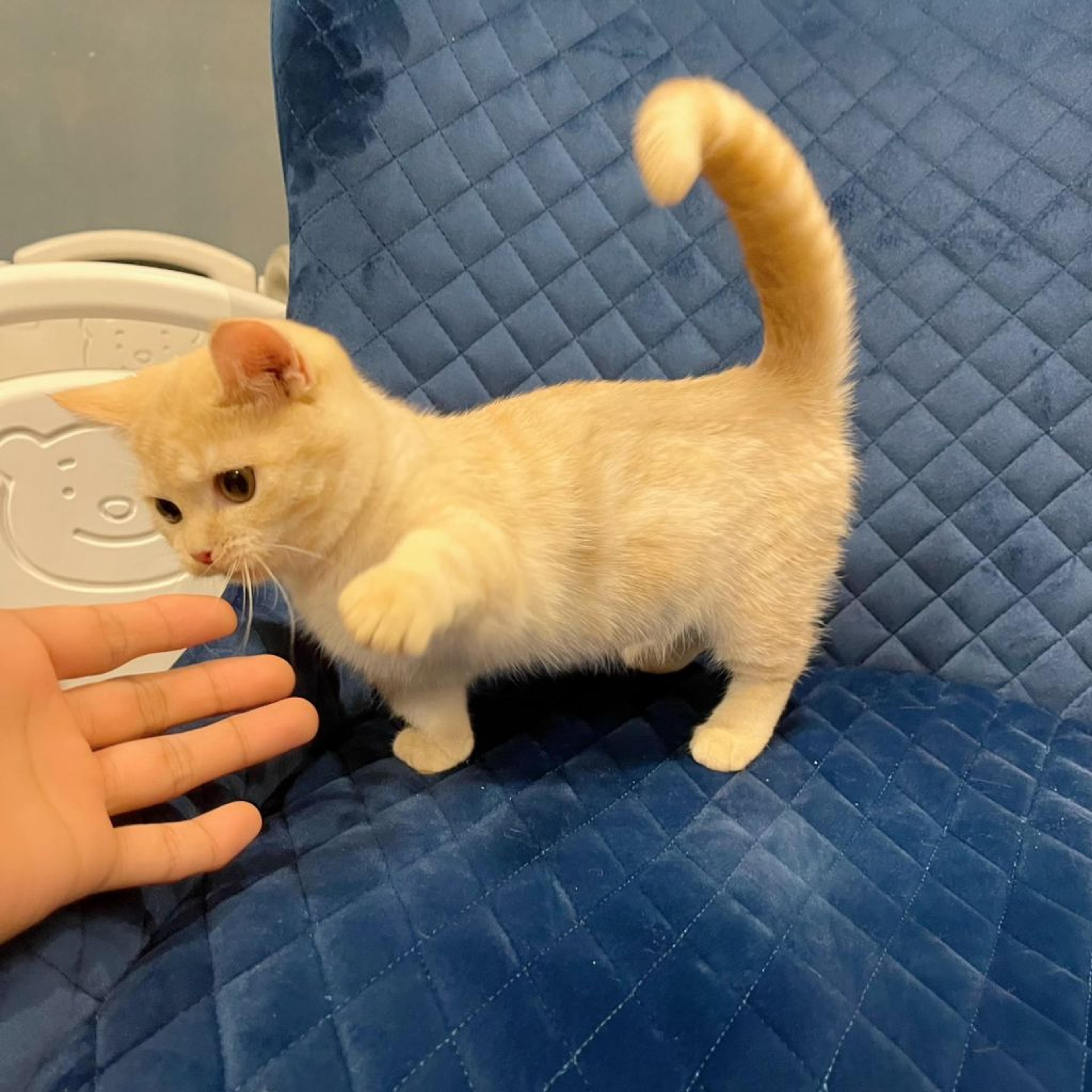 pet-image-4