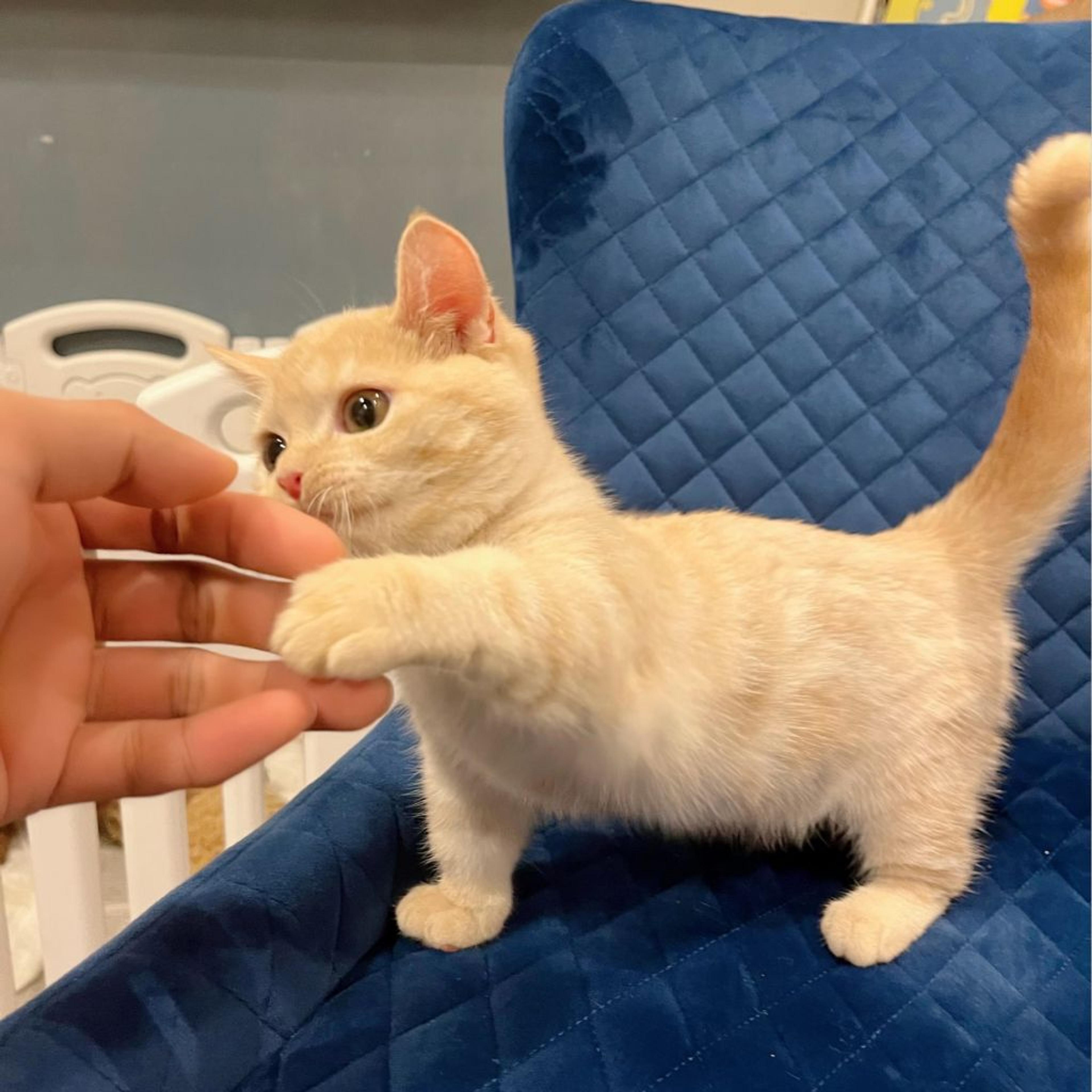 pet-image-5