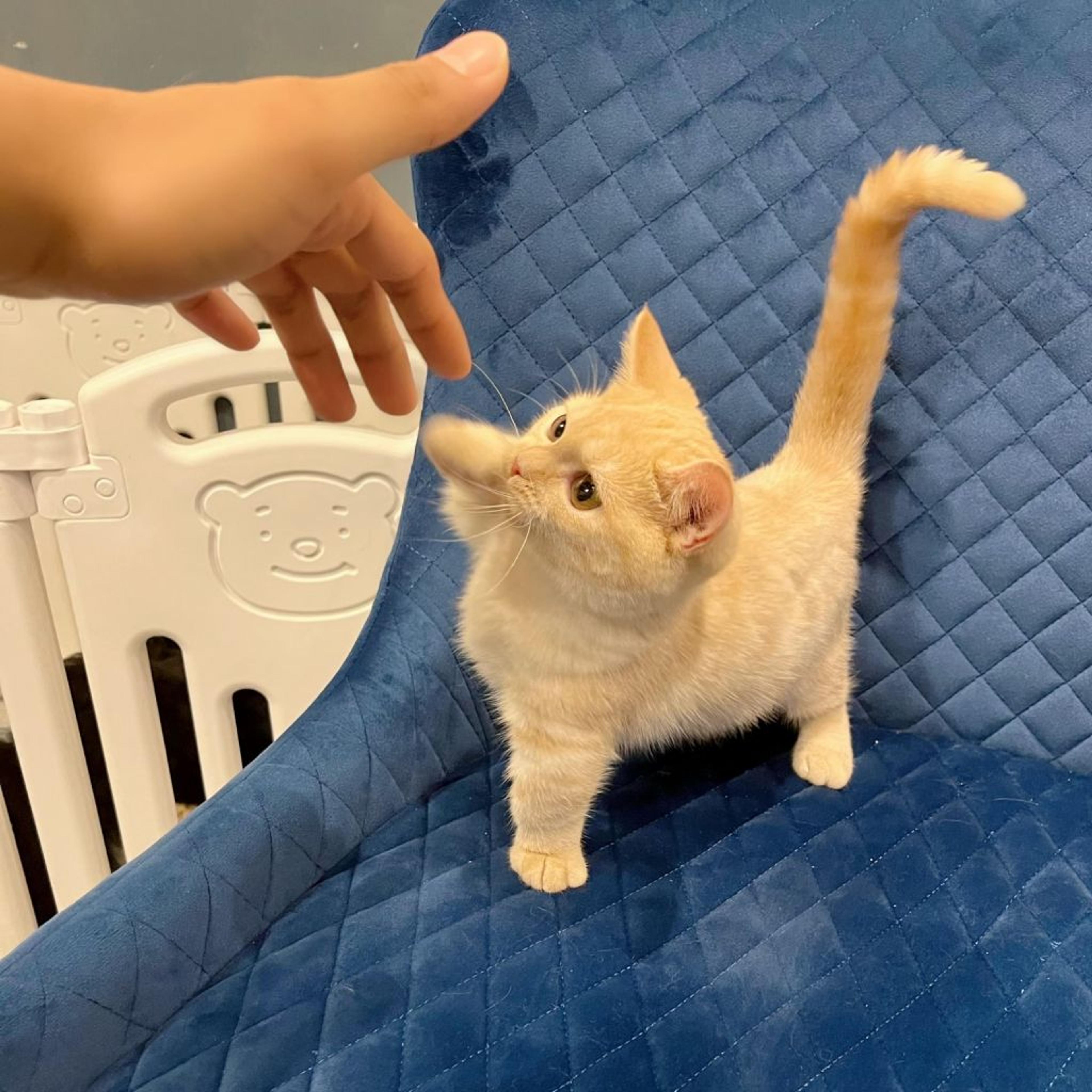 pet-image-6