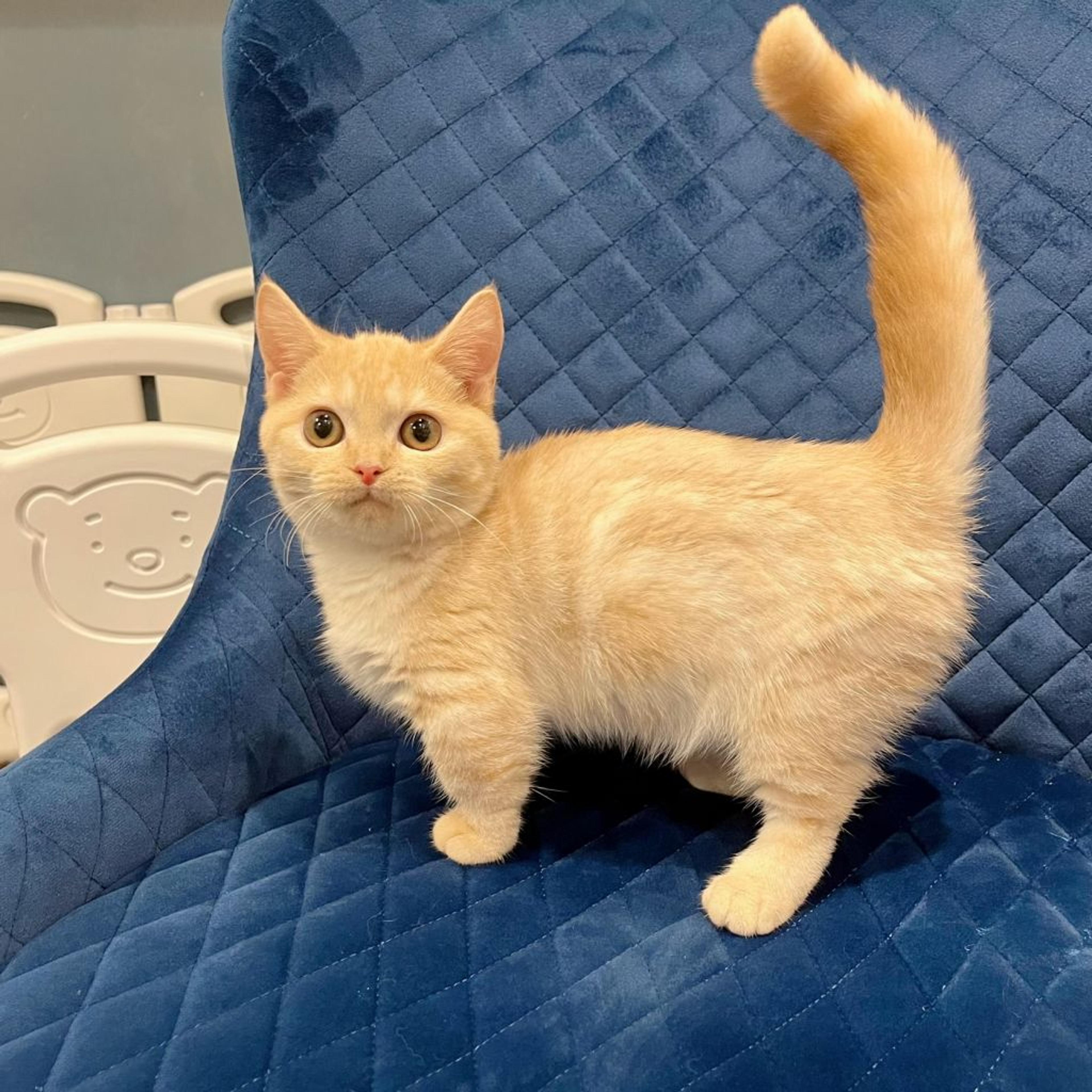 pet-image-7