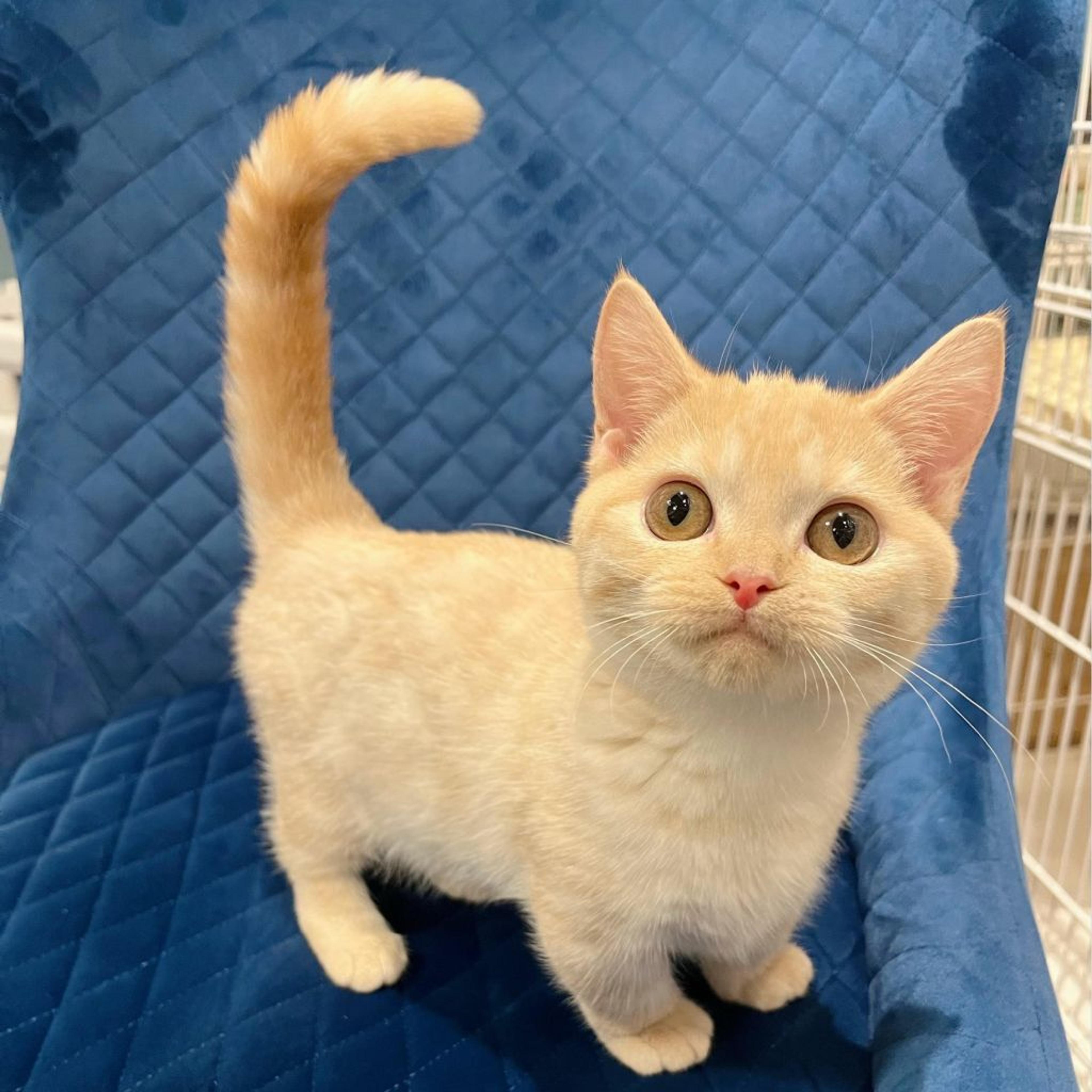 pet-image-8
