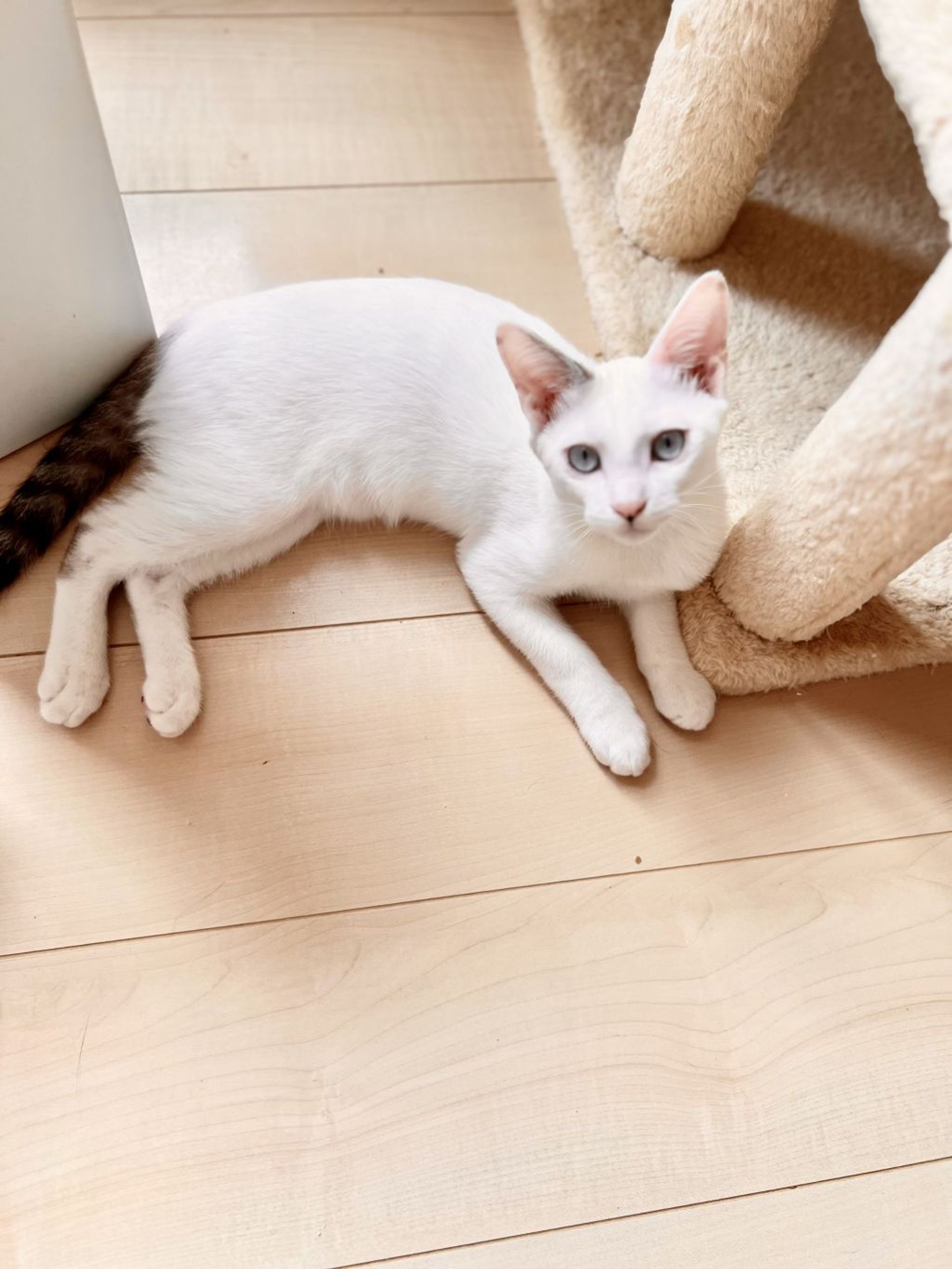 雑種（ミックス猫）・オスの里親募集の写真