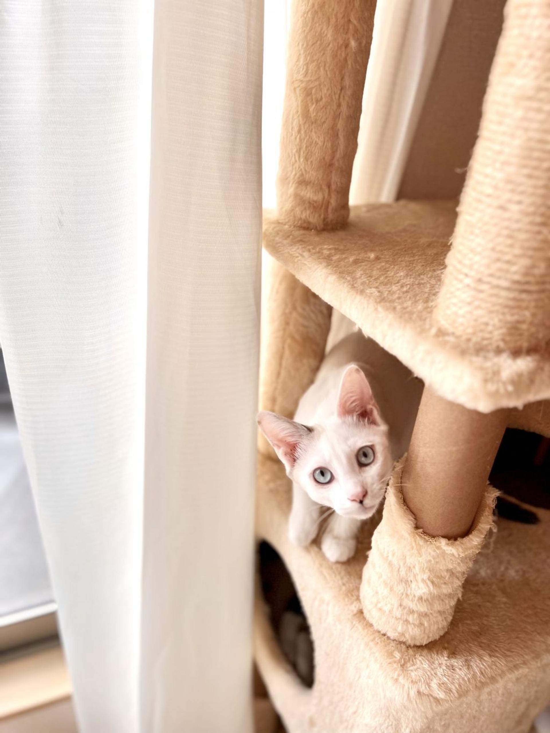 pet-image-4