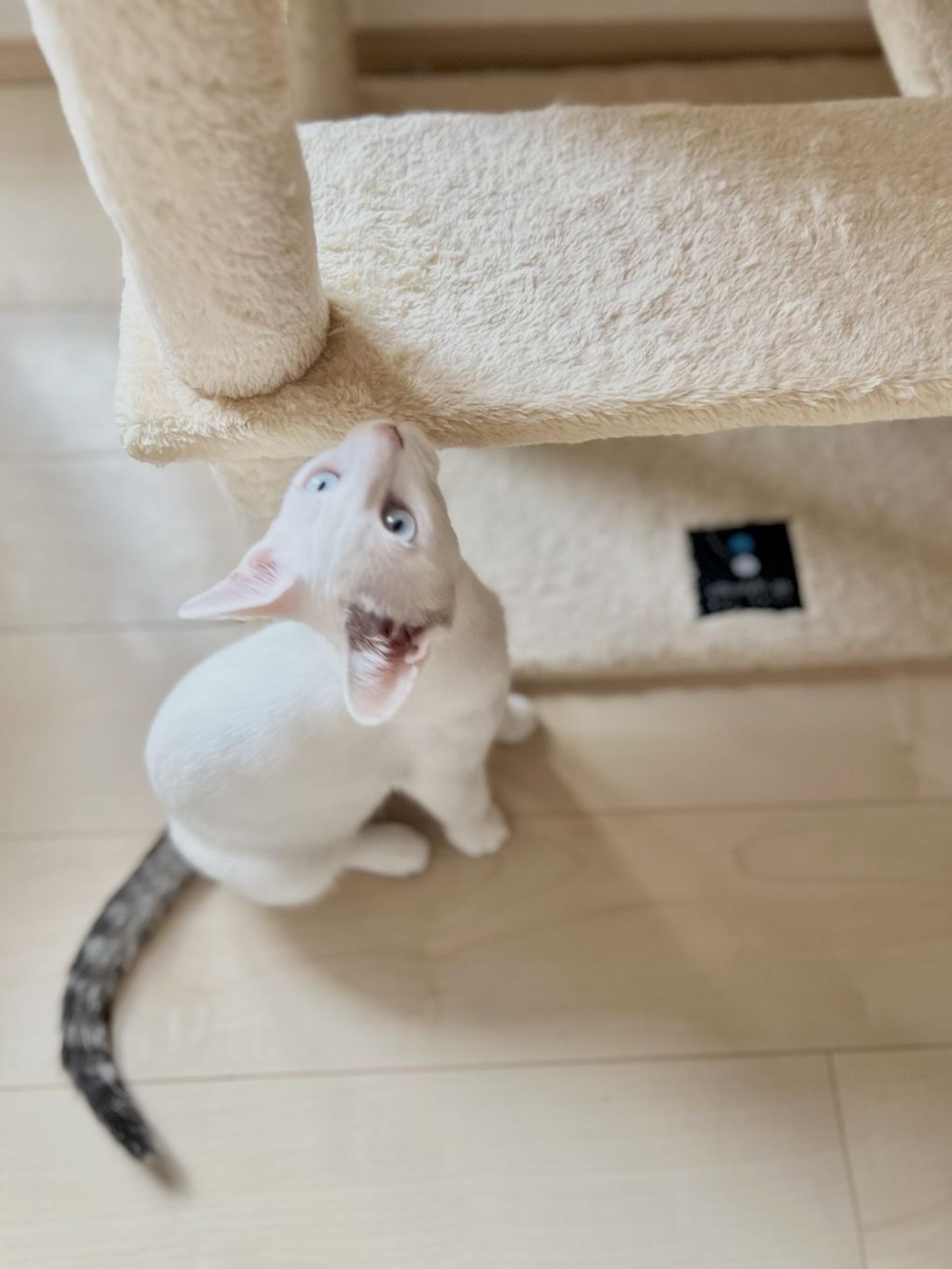 pet-image-5