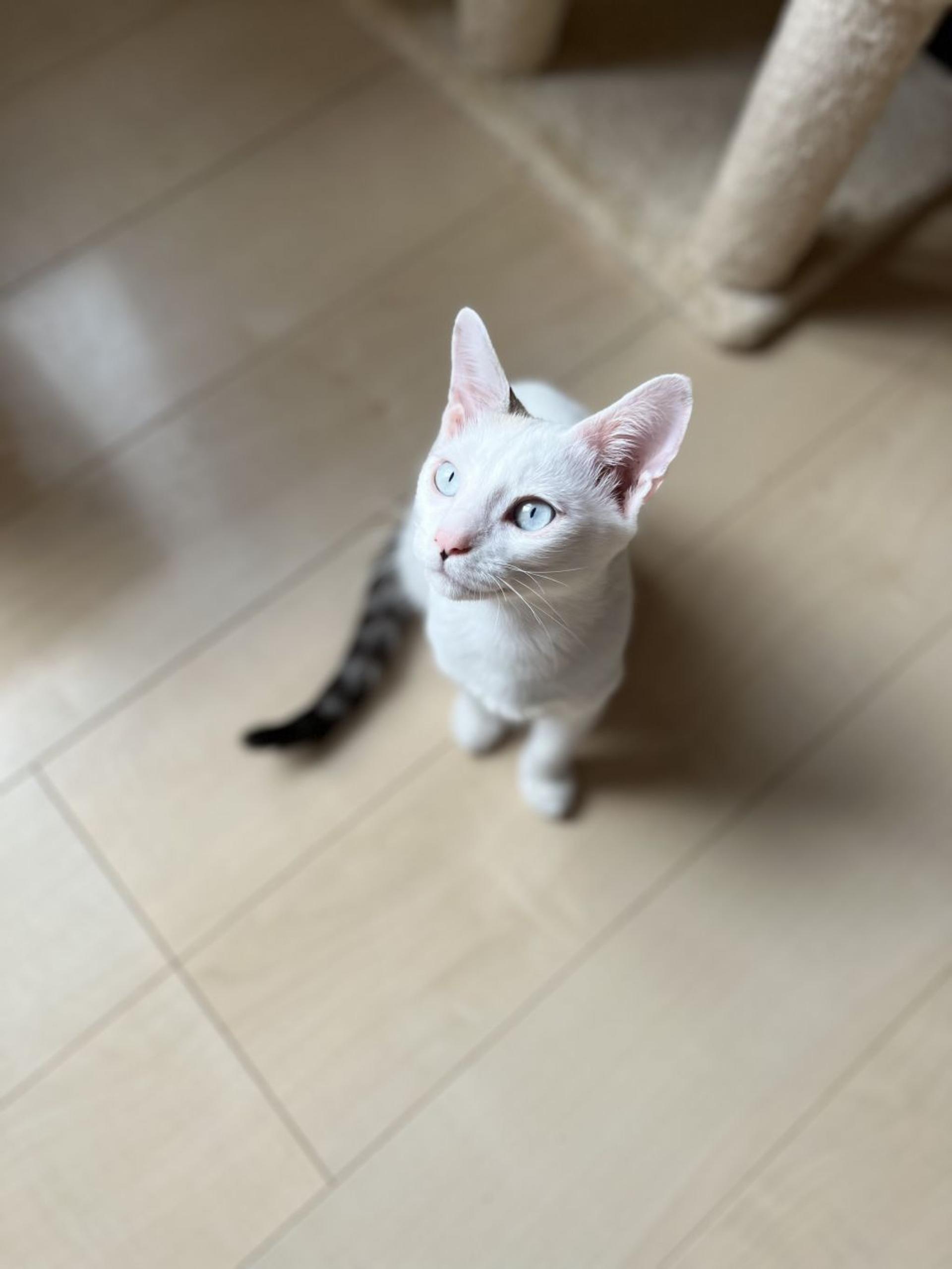 pet-image-6