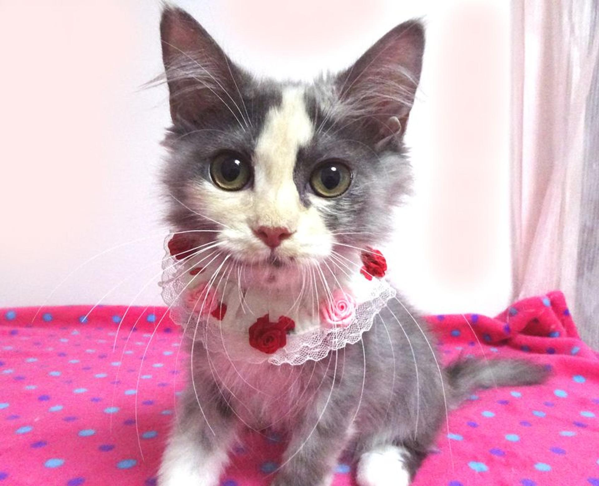pet-image-3
