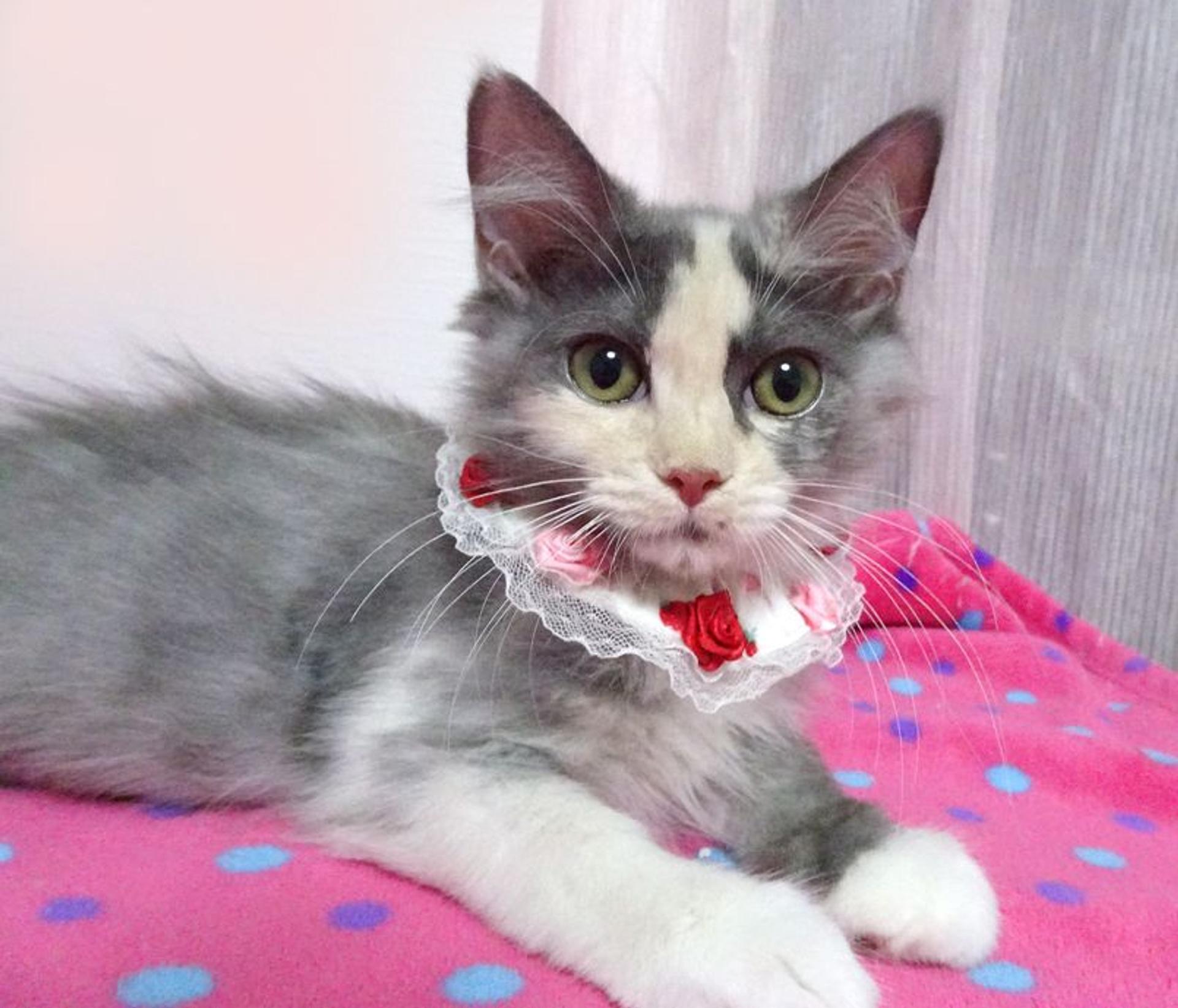 pet-image-5
