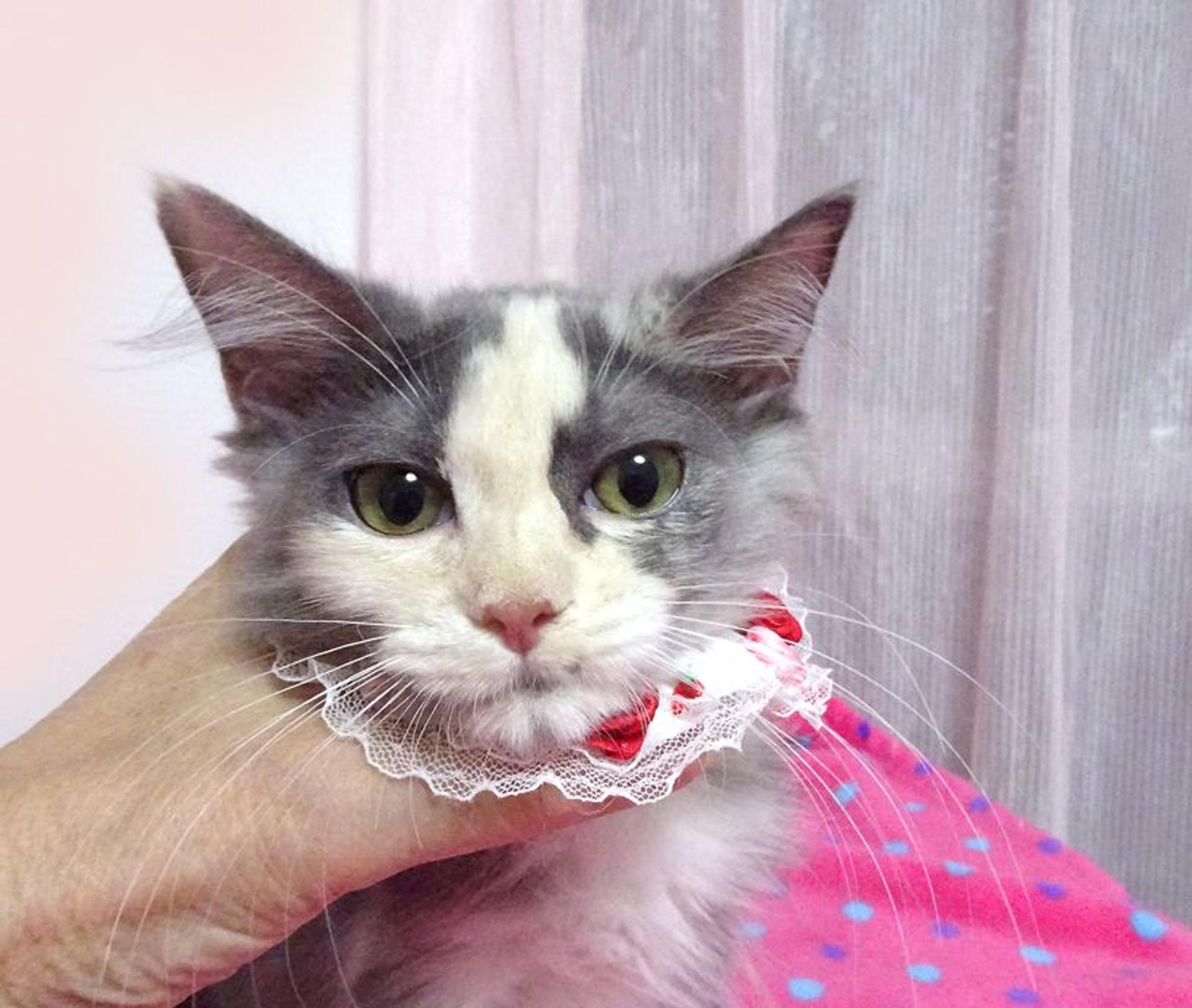 pet-image-7