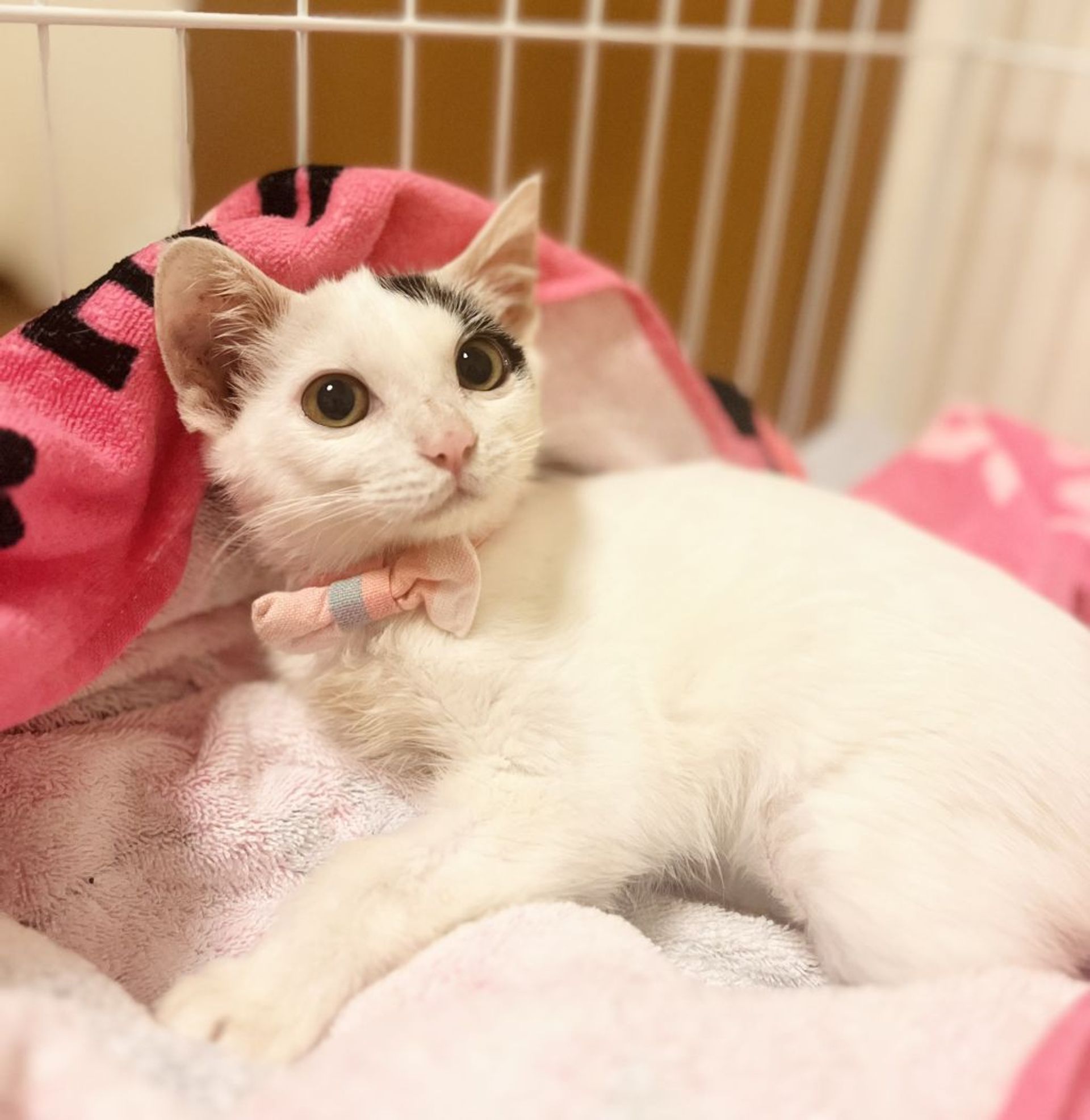 雑種（ミックス猫）・メスの里親募集の写真