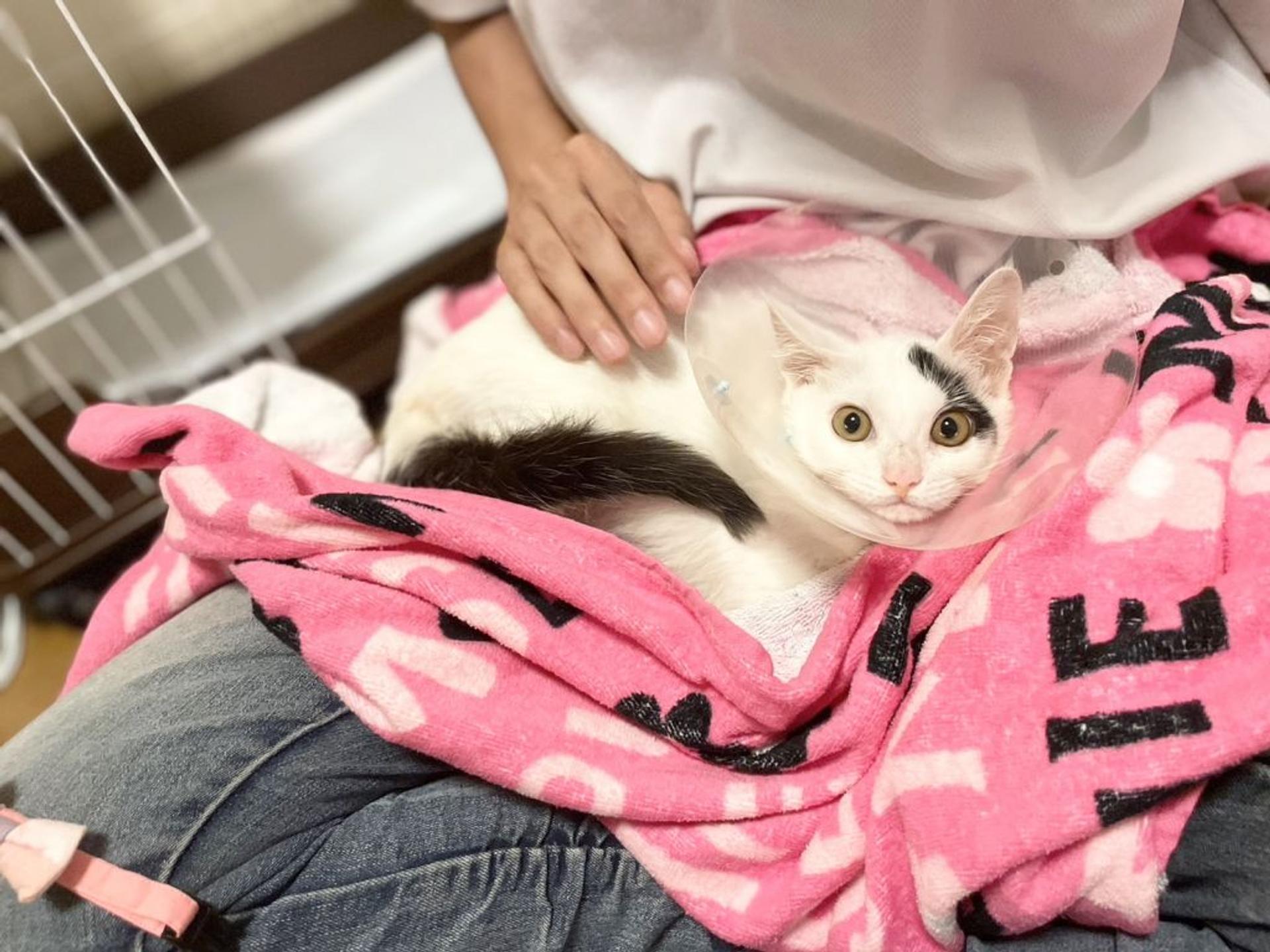pet-image-4