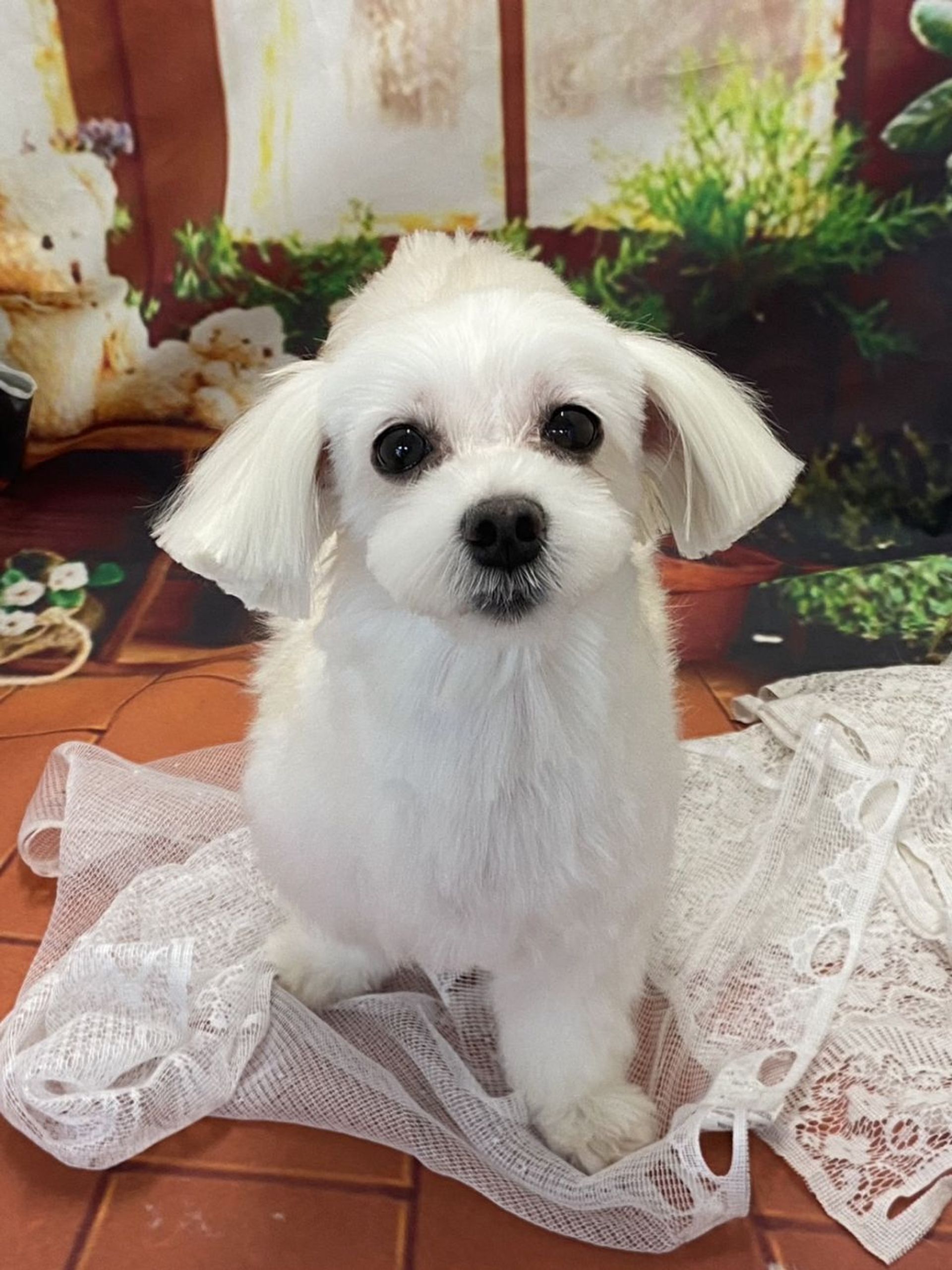 雑種（ミックス犬）・メスの里親募集の写真