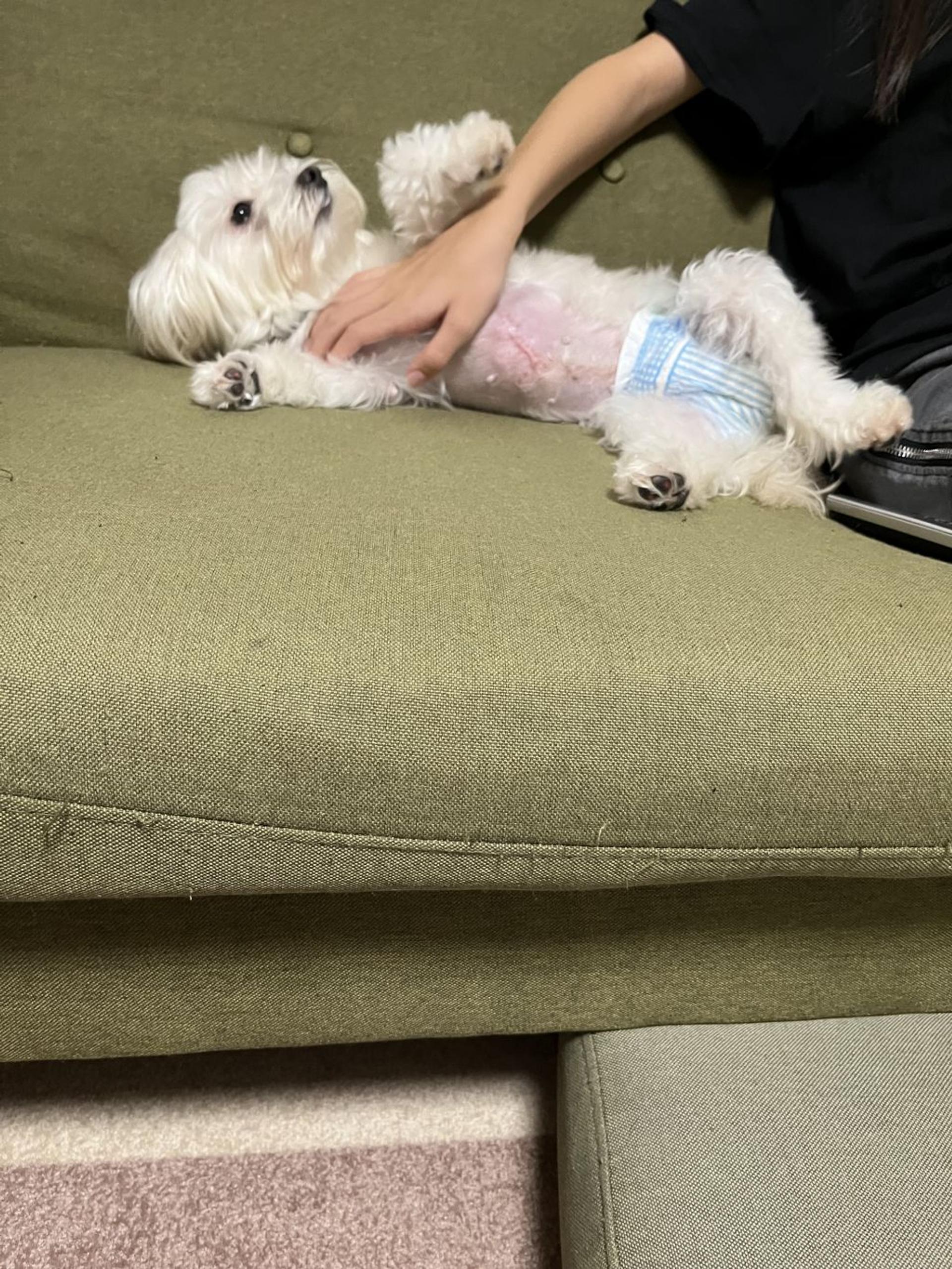 pet-image-3