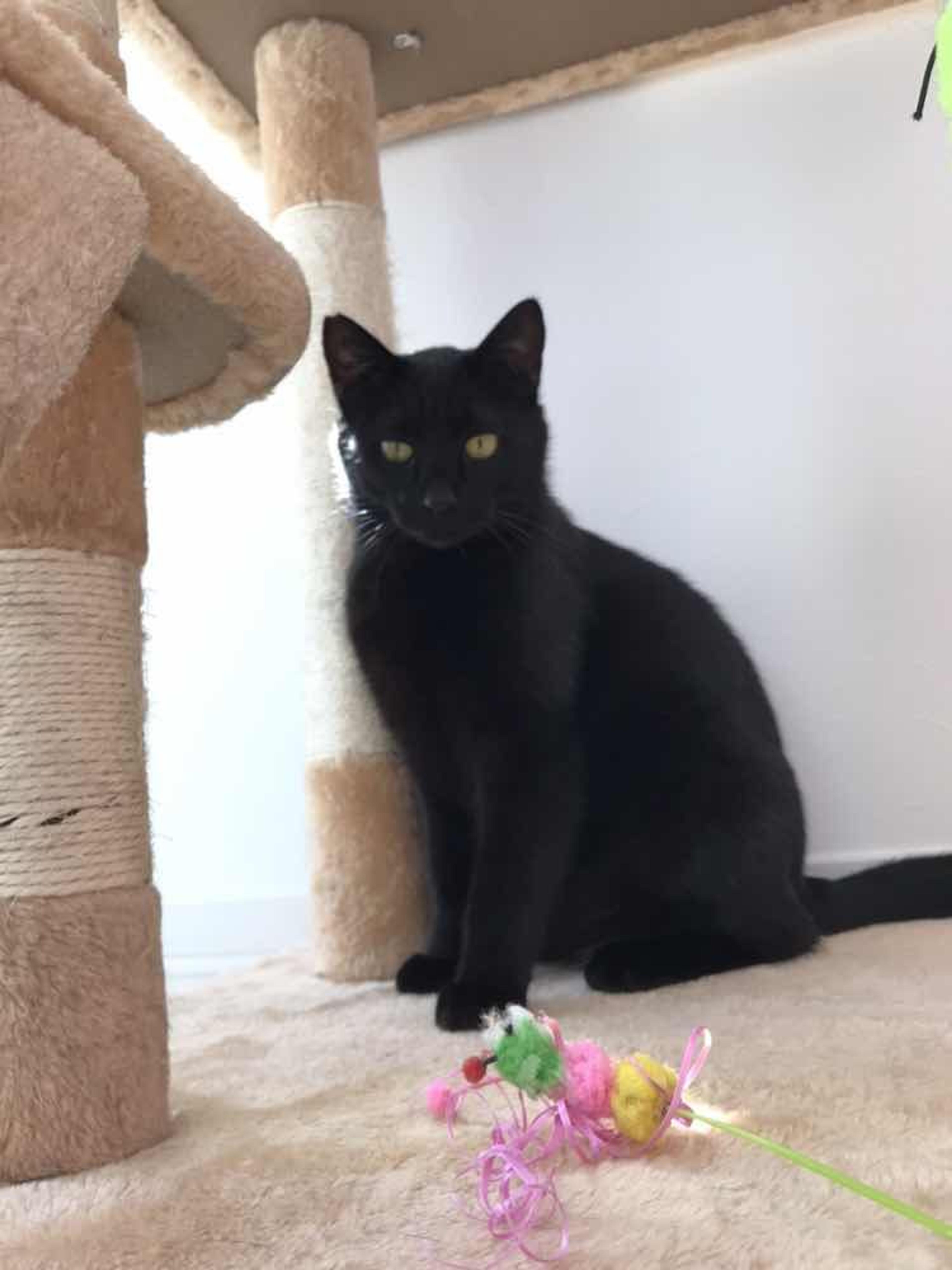 pet-image-2