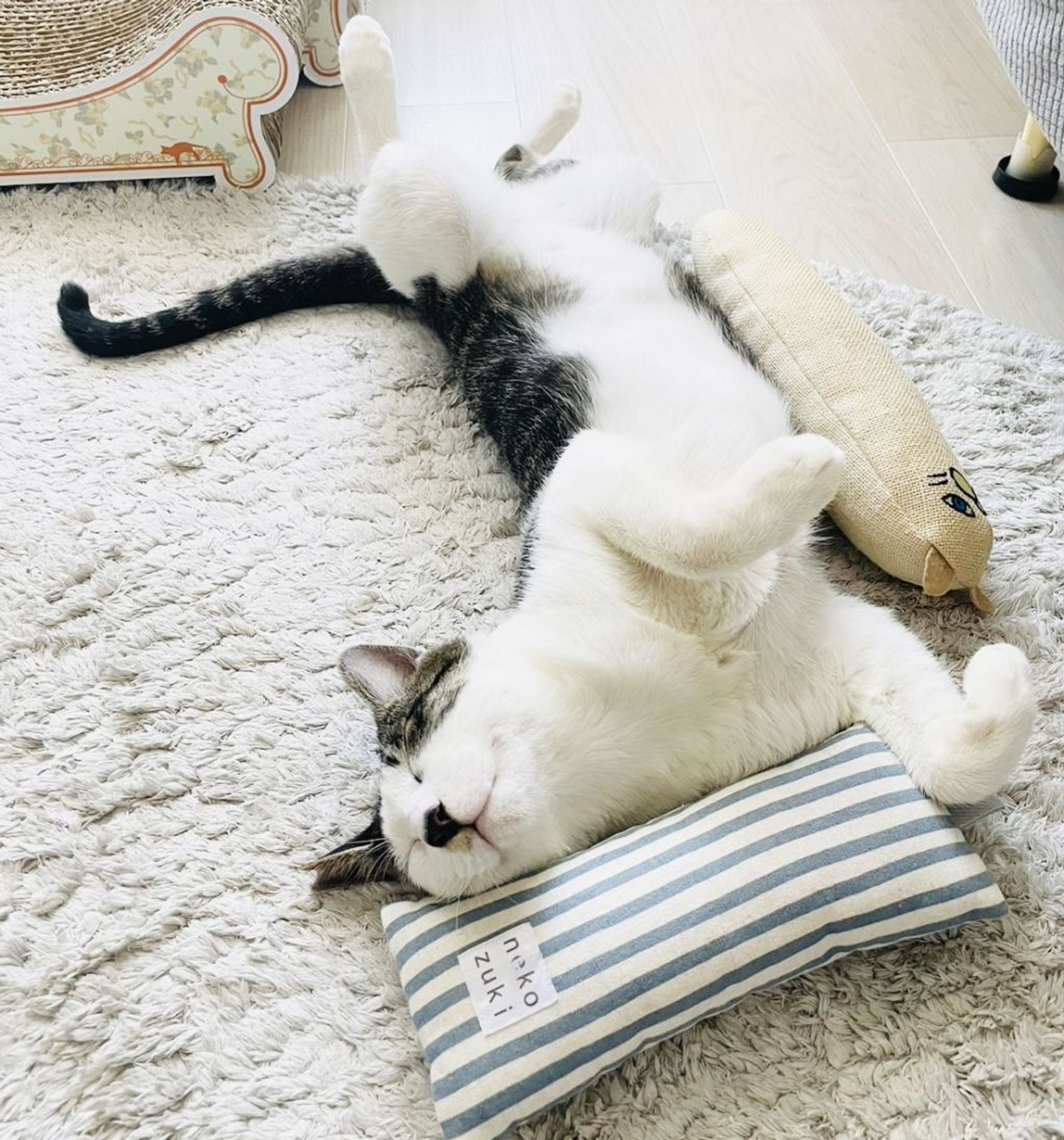 雑種（ミックス猫）・オスの里親募集の写真