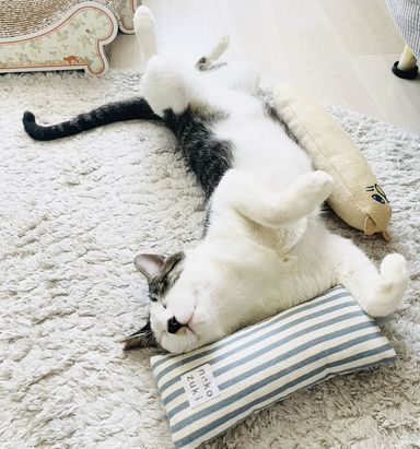 ライムの写真