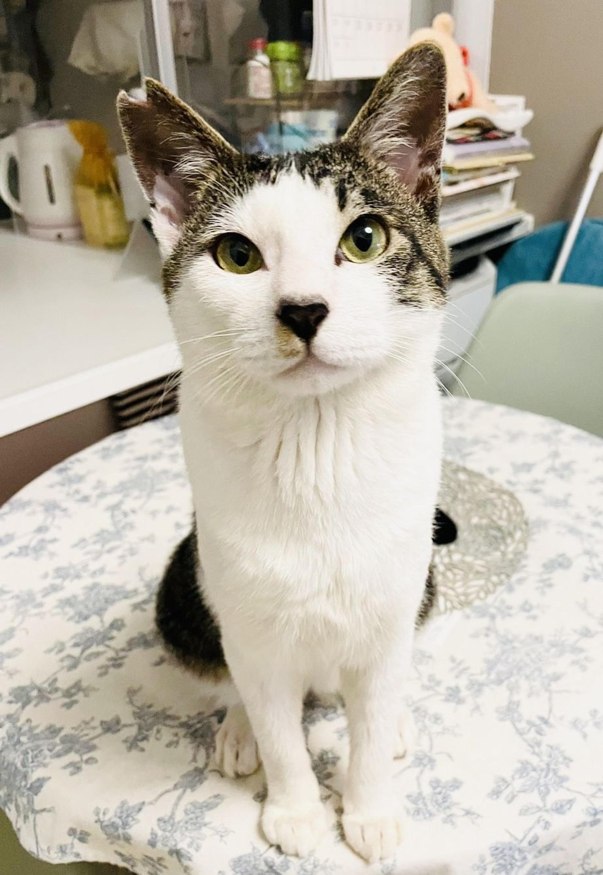 pet-image-2