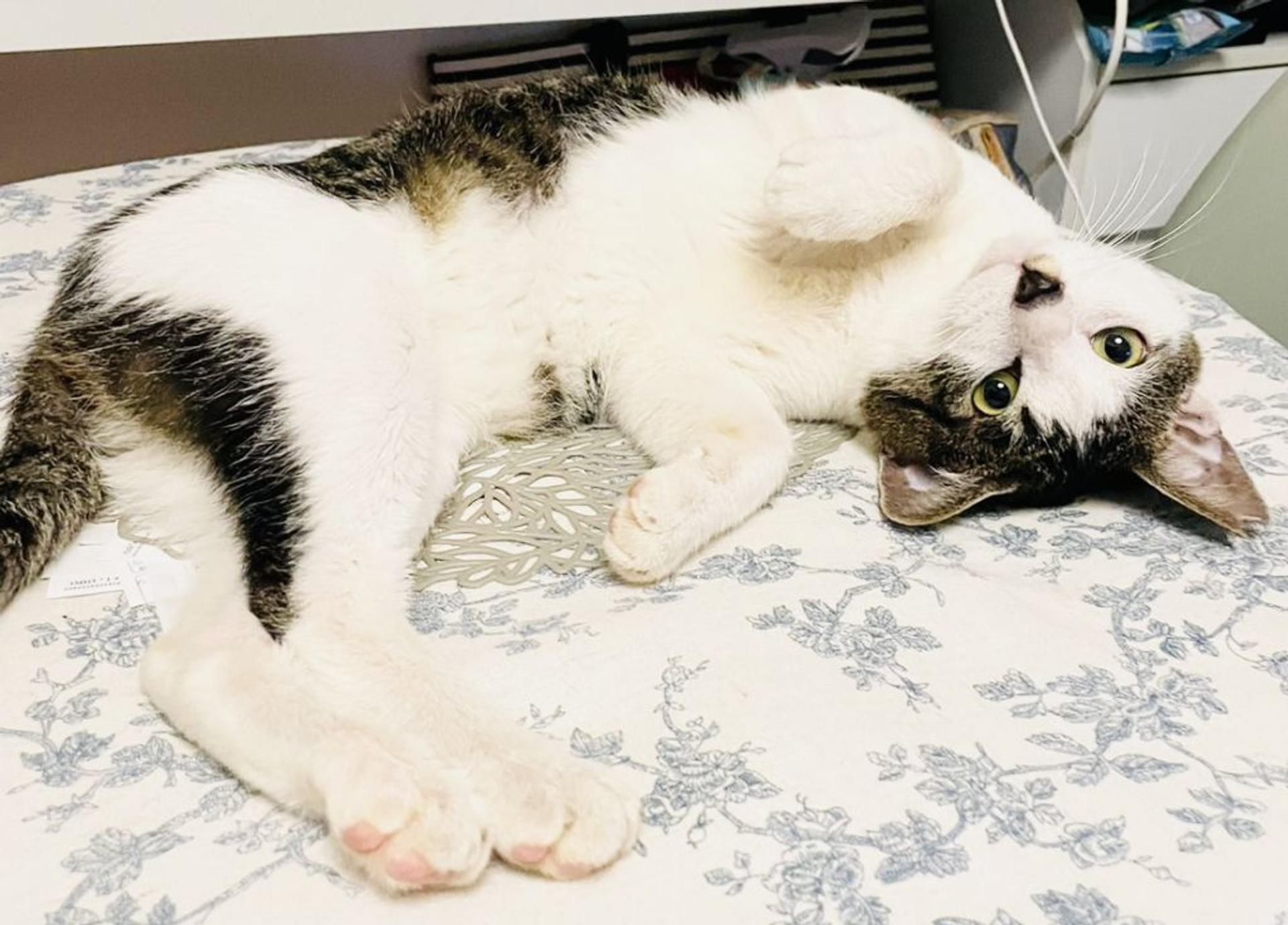 pet-image-4