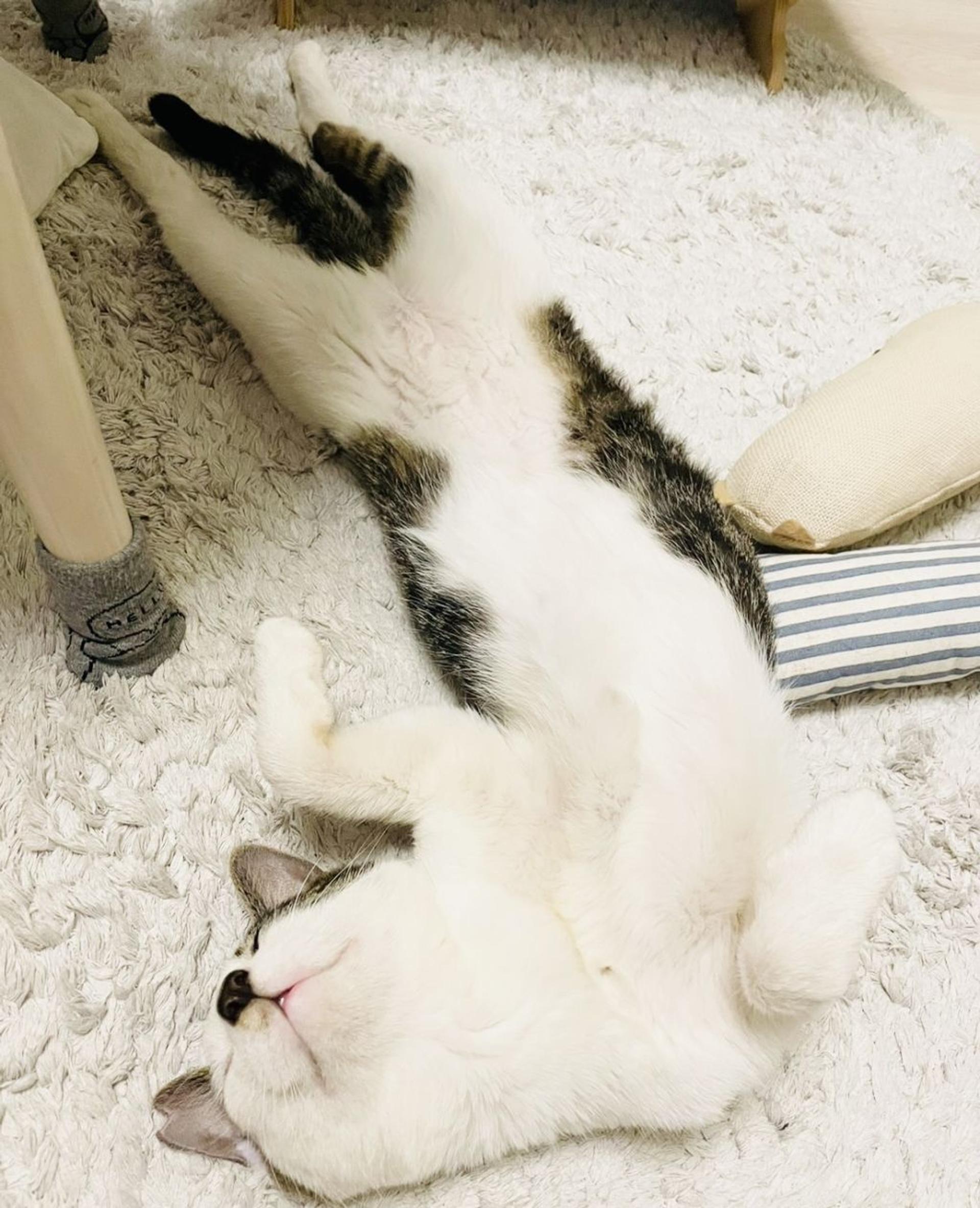 pet-image-6