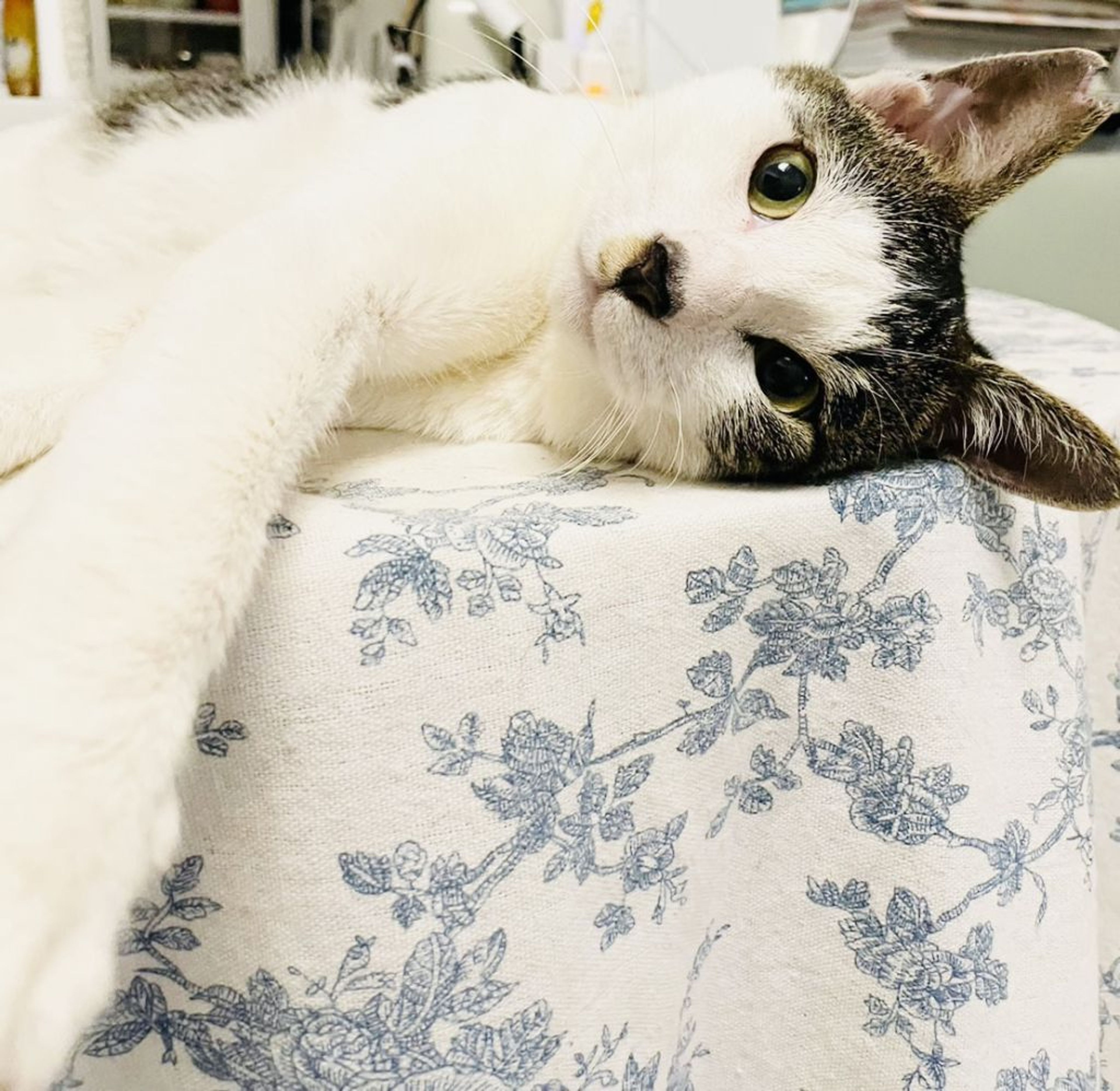 pet-image-7