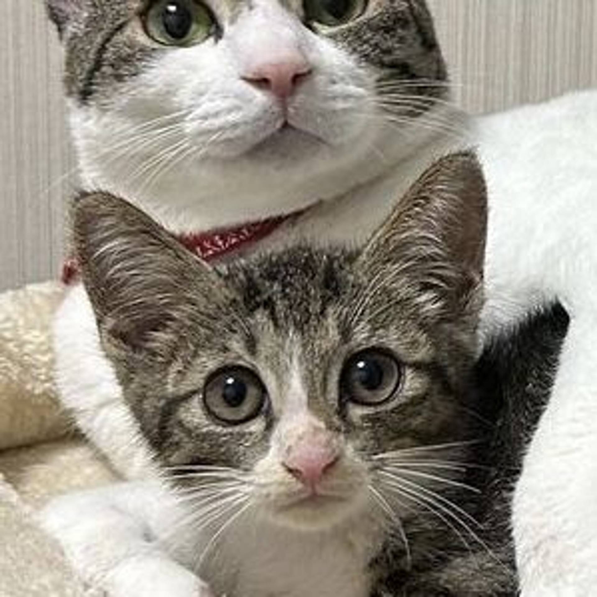 雑種（ミックス猫）・オスの里親募集の写真