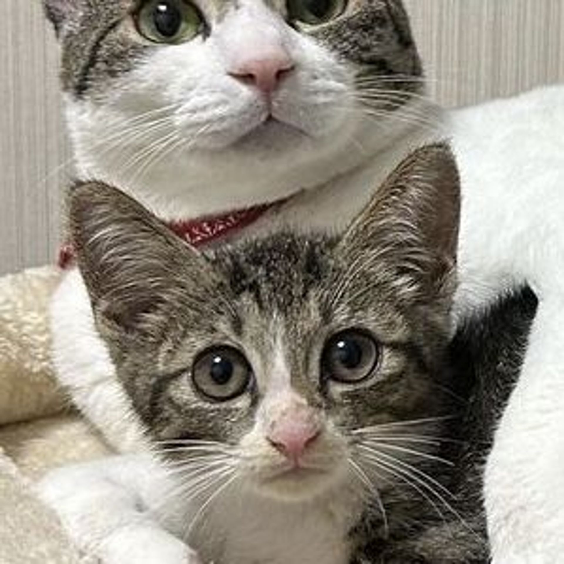 雑種（ミックス猫）・オスの里親募集の写真