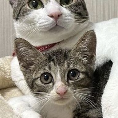 まつり