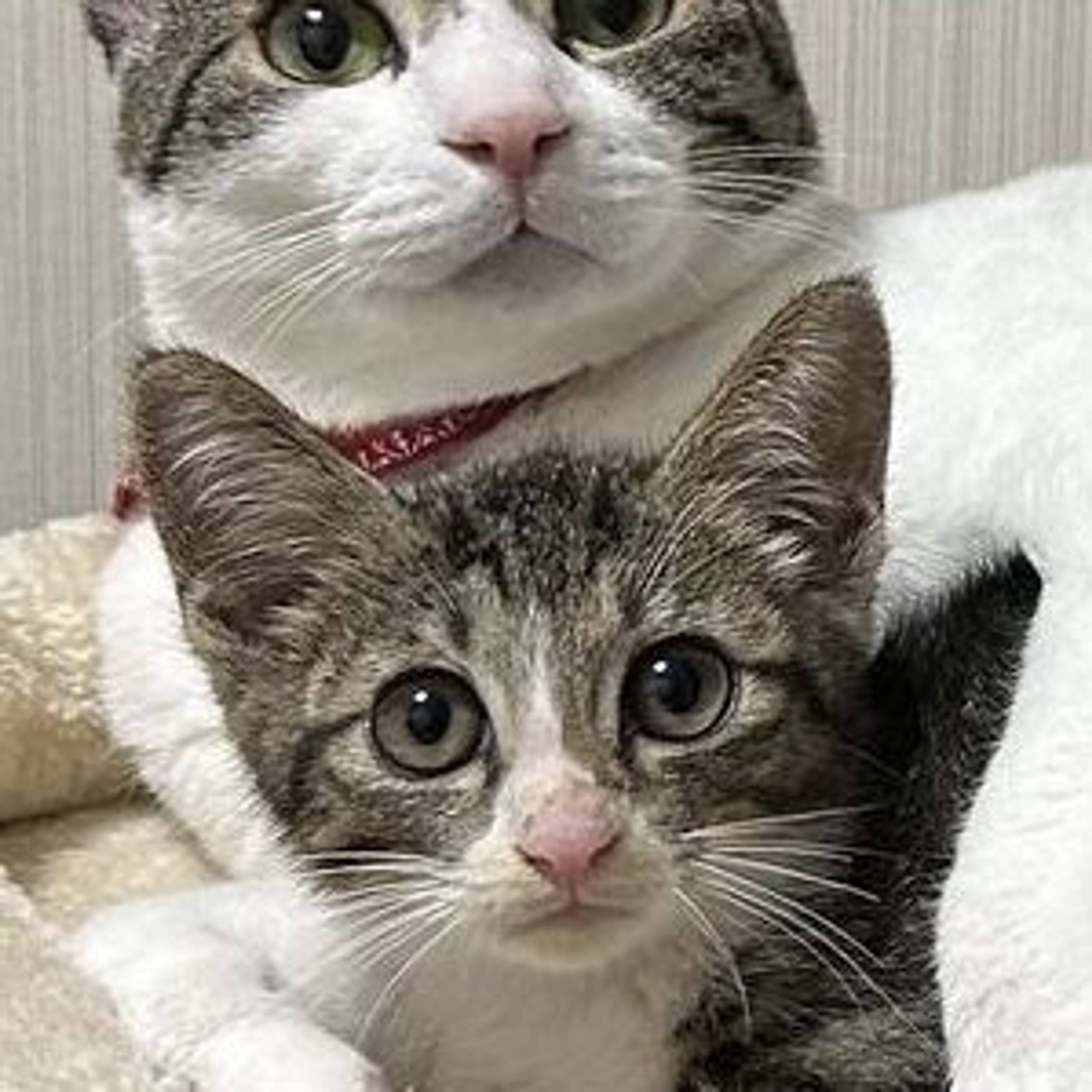 雑種（ミックス猫）・オスの里親募集の写真