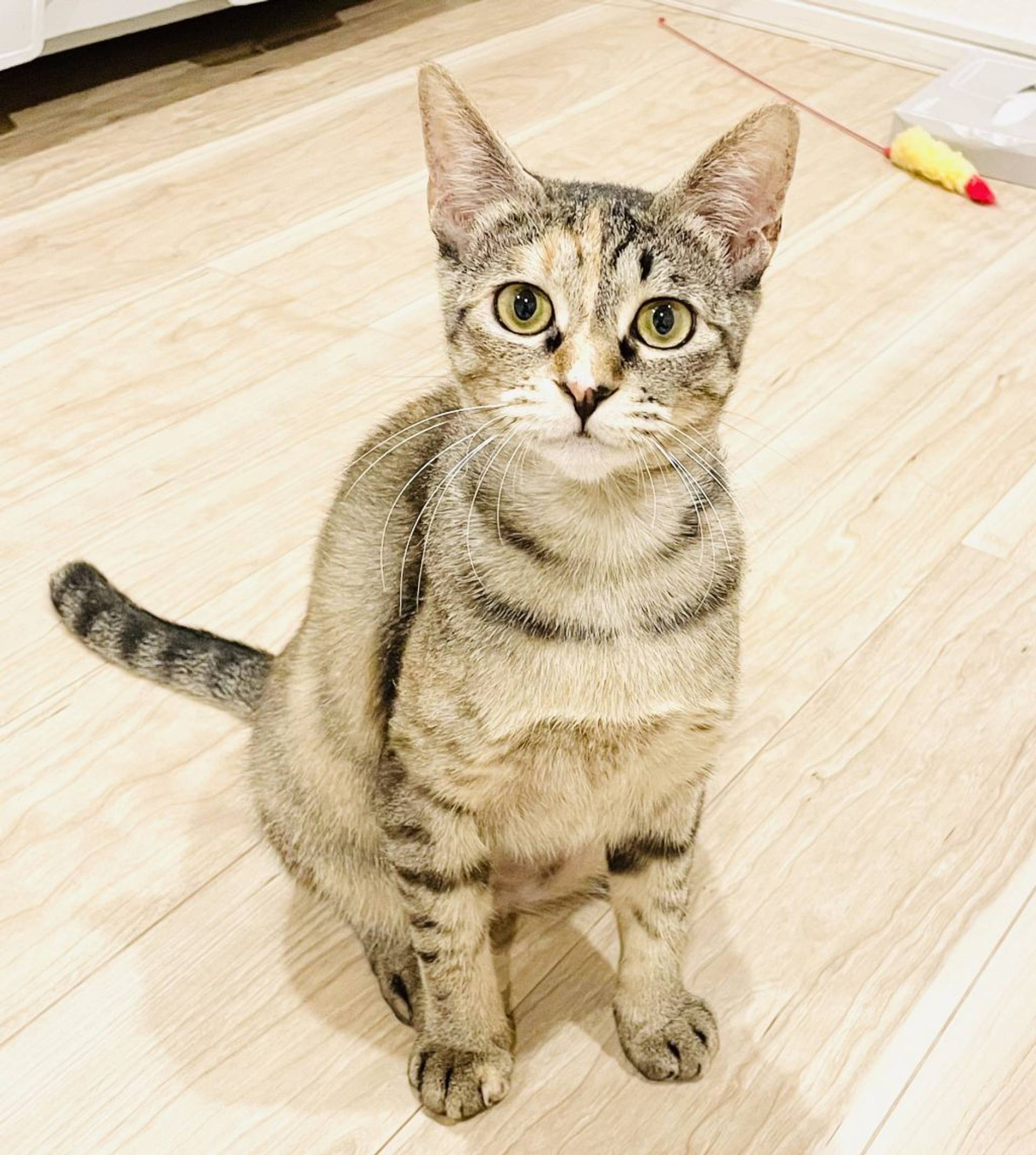 雑種（ミックス猫）・メスの里親募集の写真